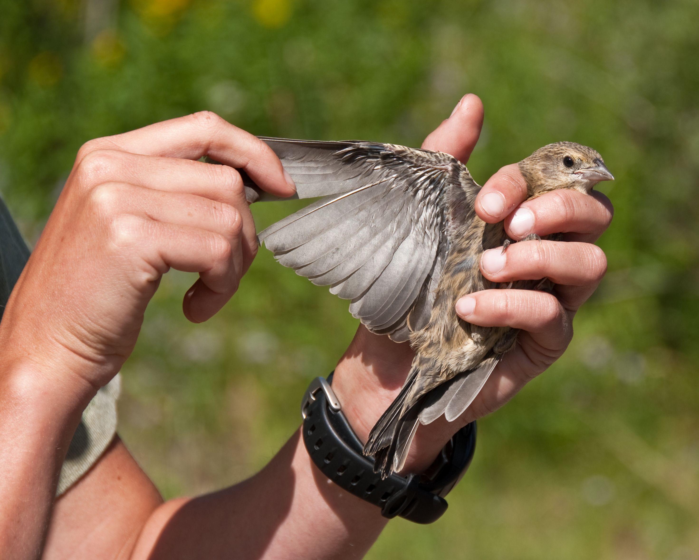 bird conservation project