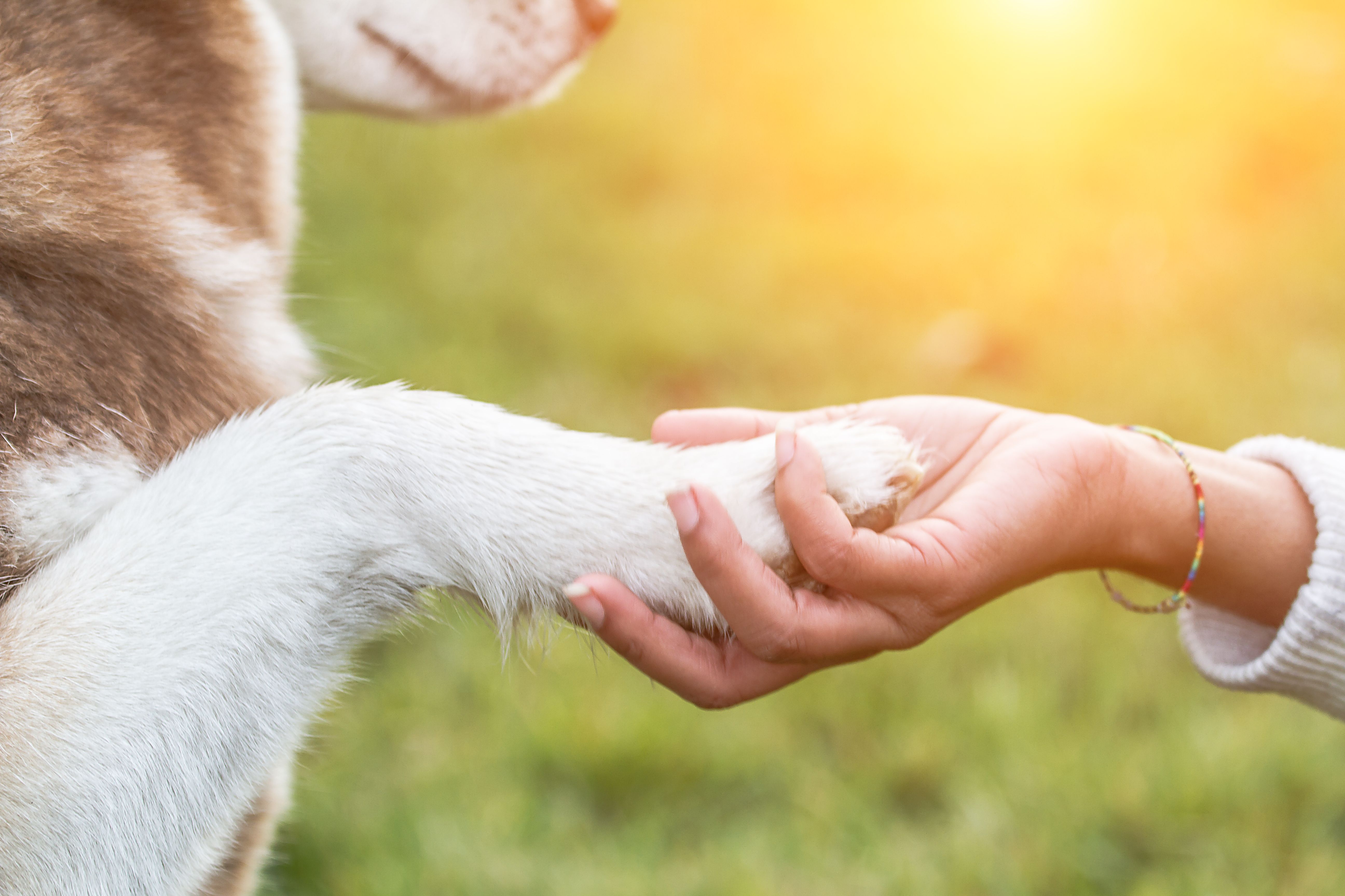 Paw on hand - Young woman and Husky
