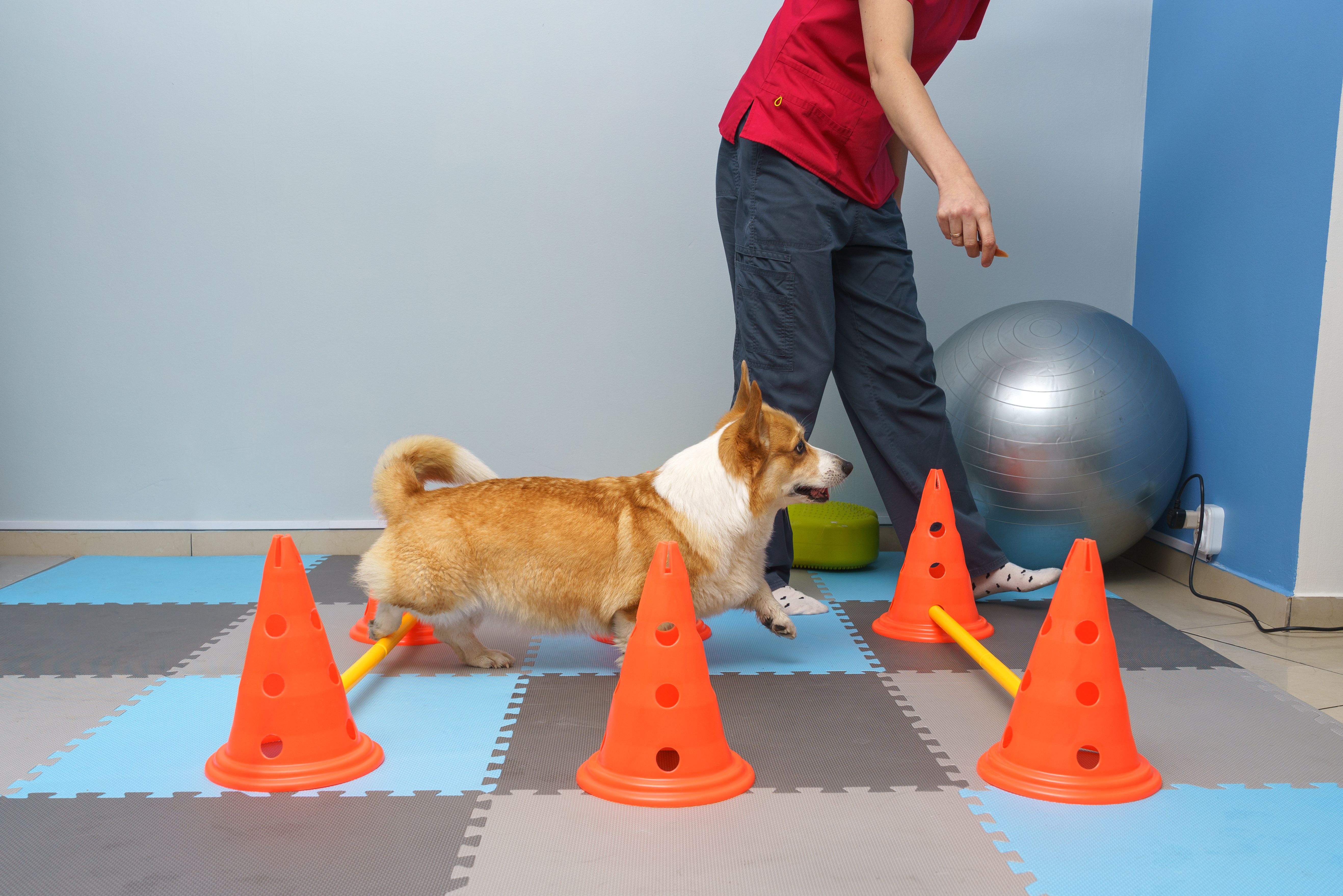 active dog exercise