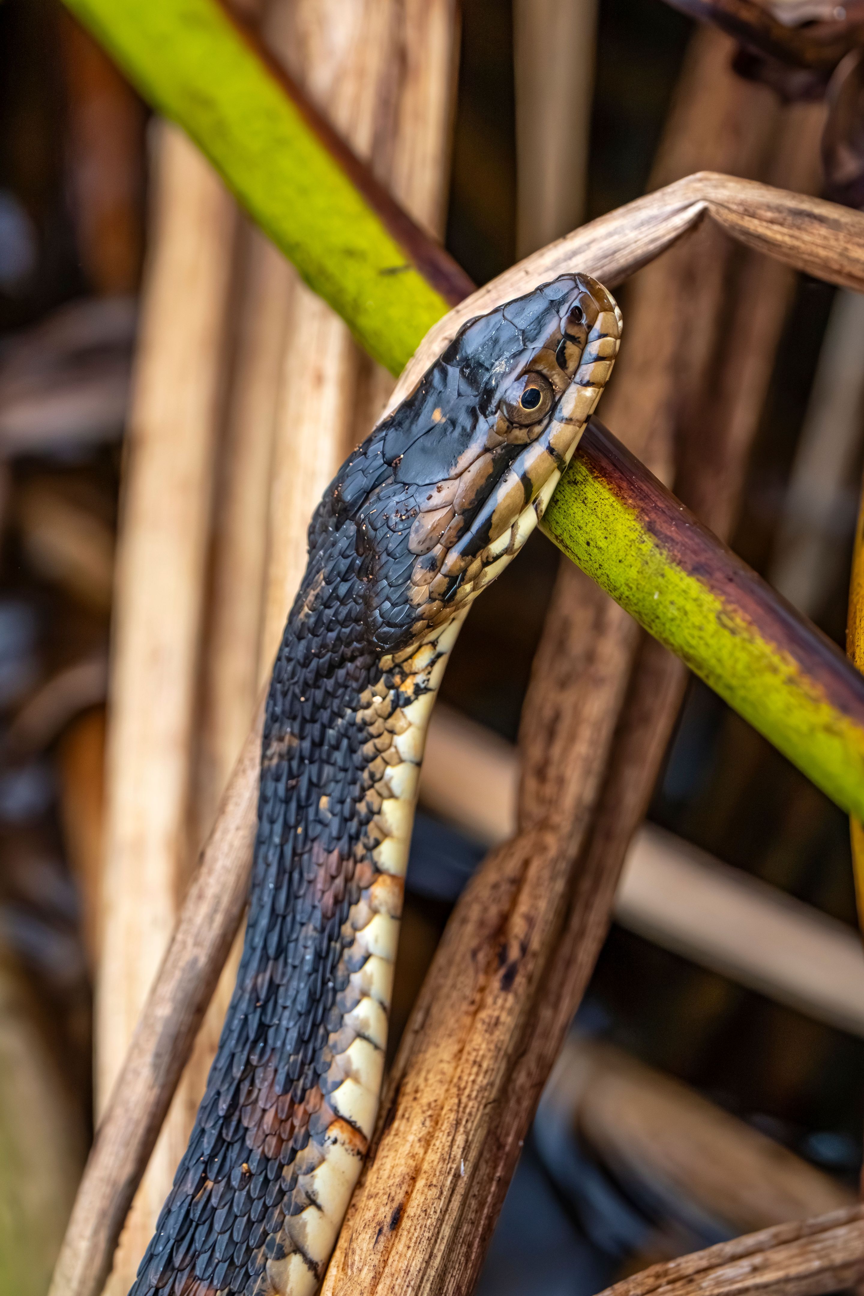 non dangerous wildlife