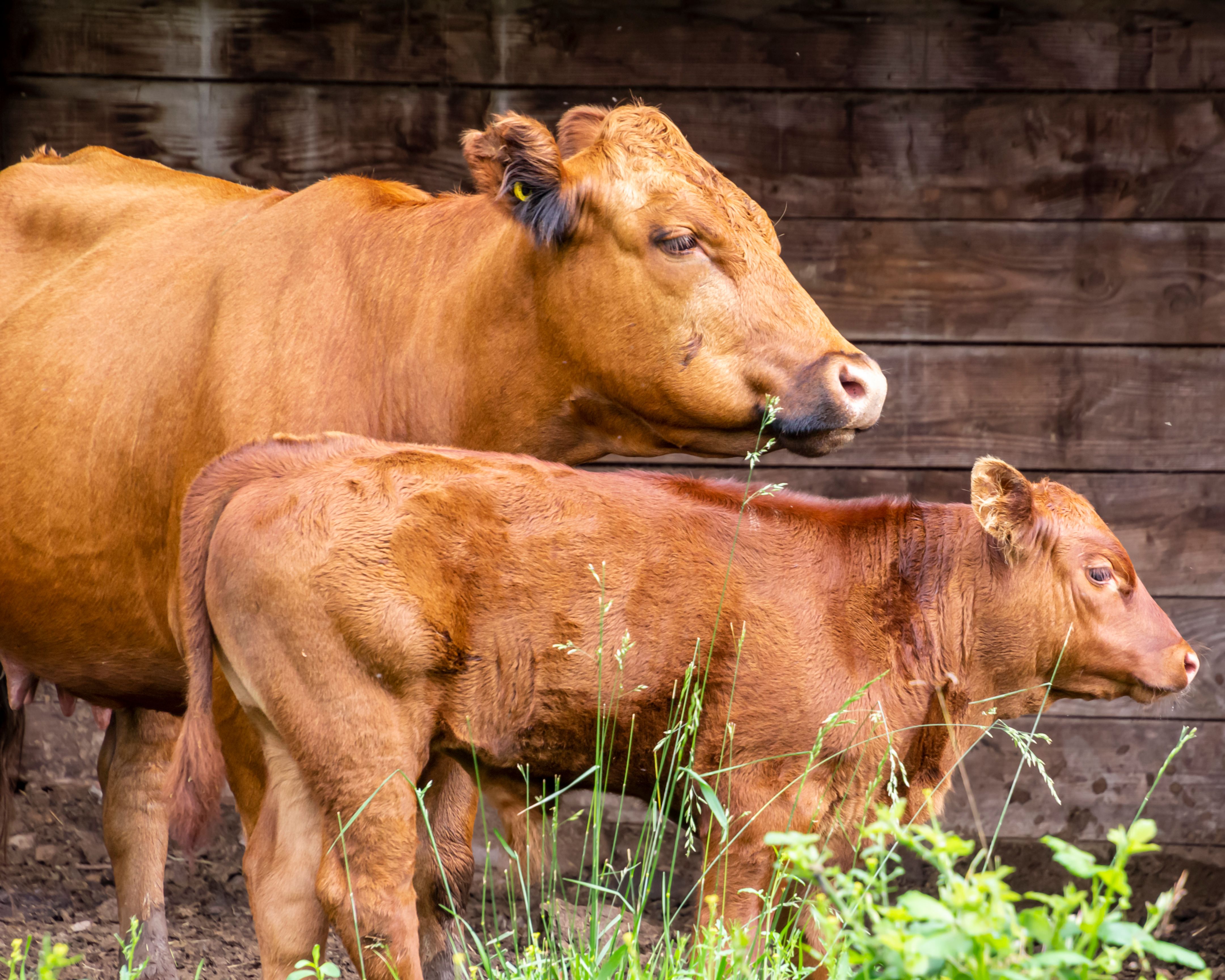 Mother cow stands protectively beside her calf in a lush grassy pasture during a sunny day