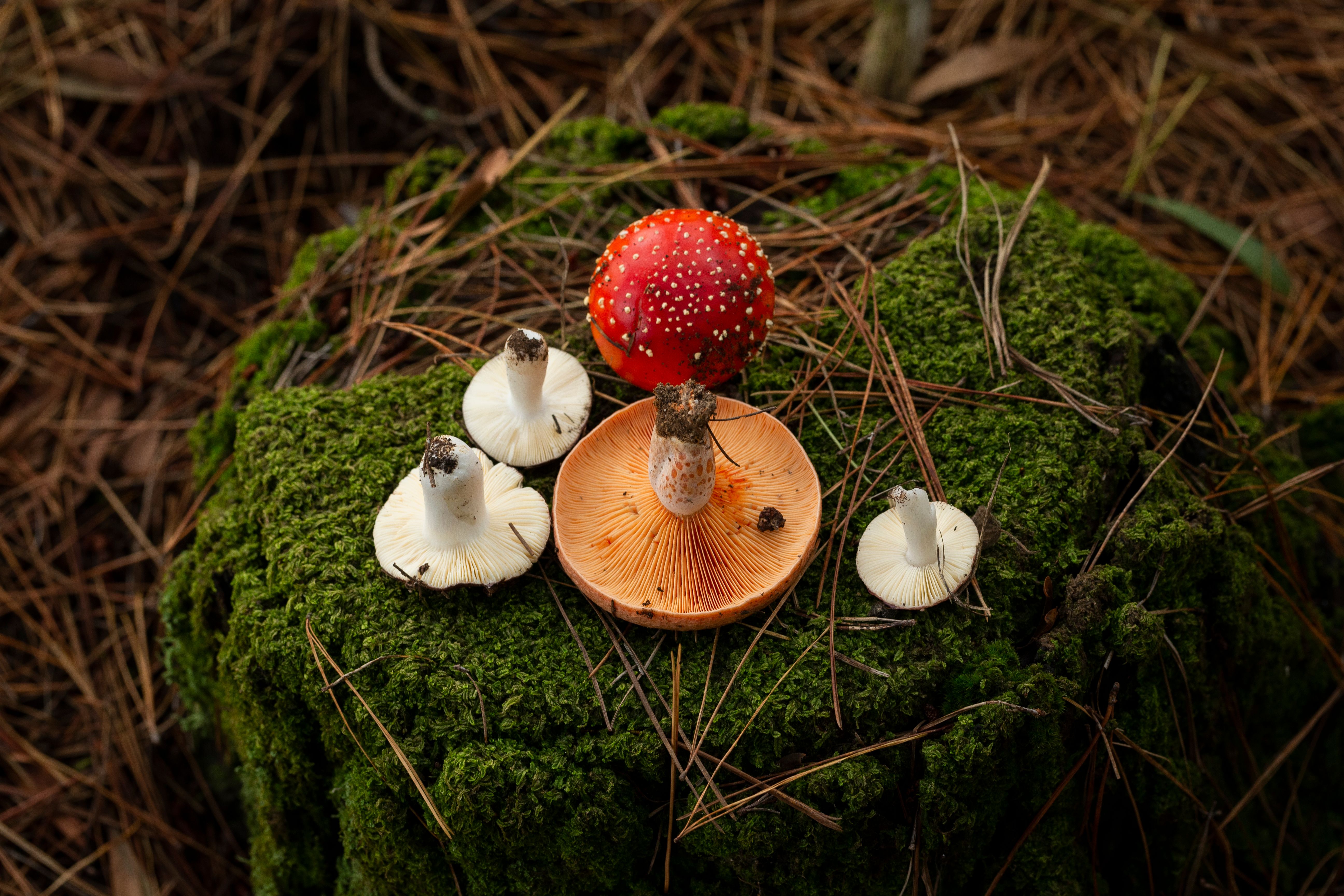 exotic mushrooms