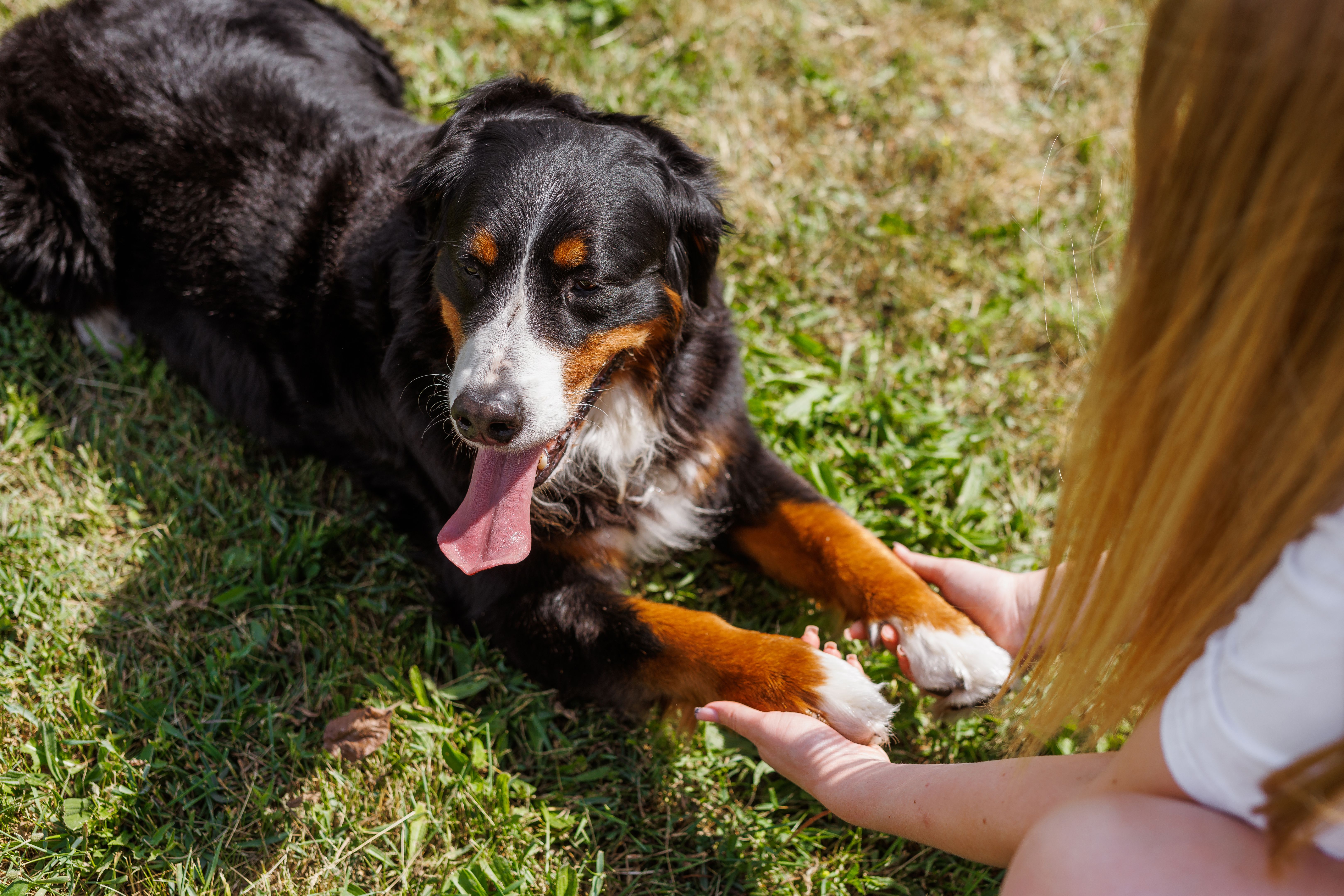 A woman is gently stroking the paws of a dog lying in the grass A woman is gently stroking the paws of a dog lying in the grass