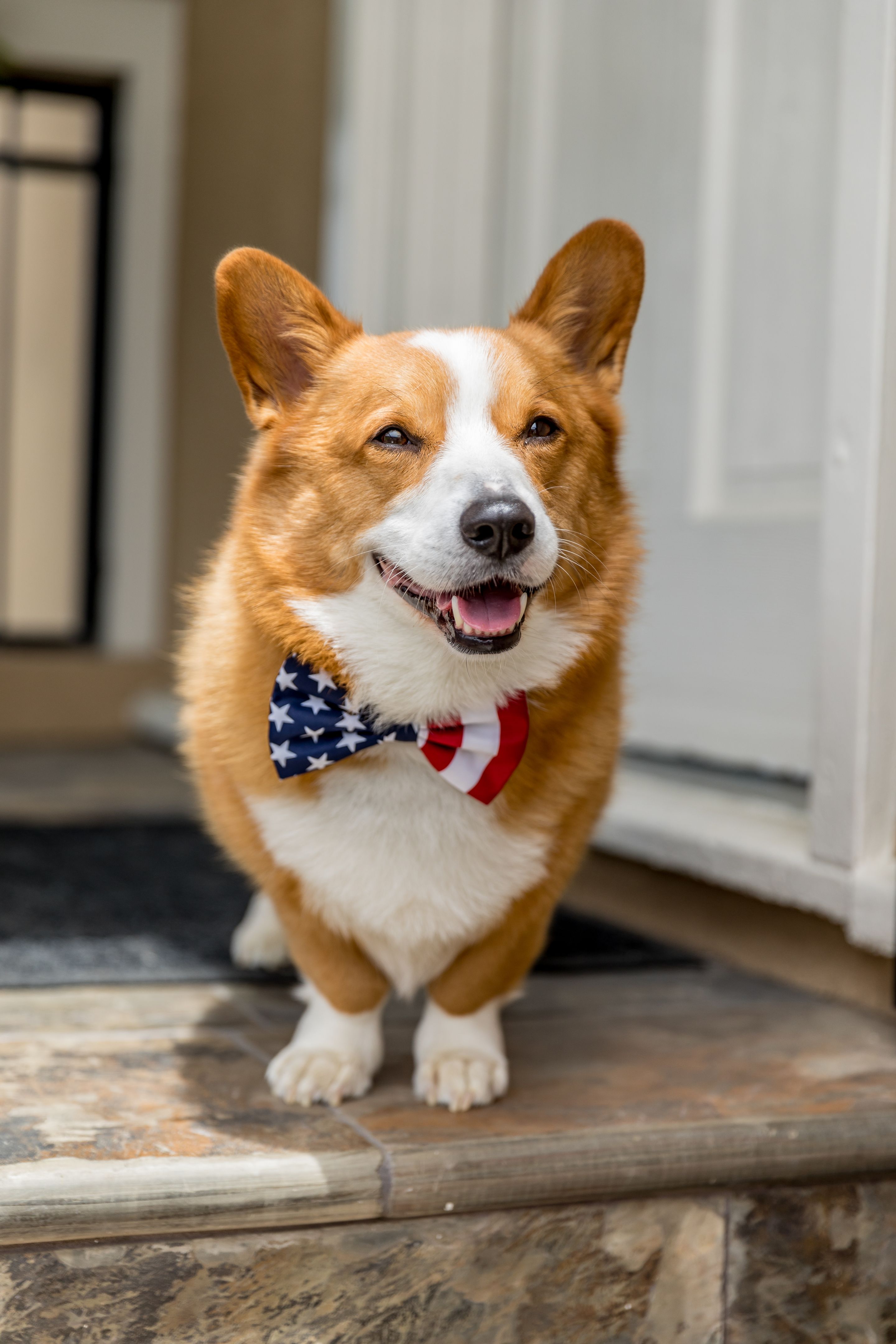 dog usa