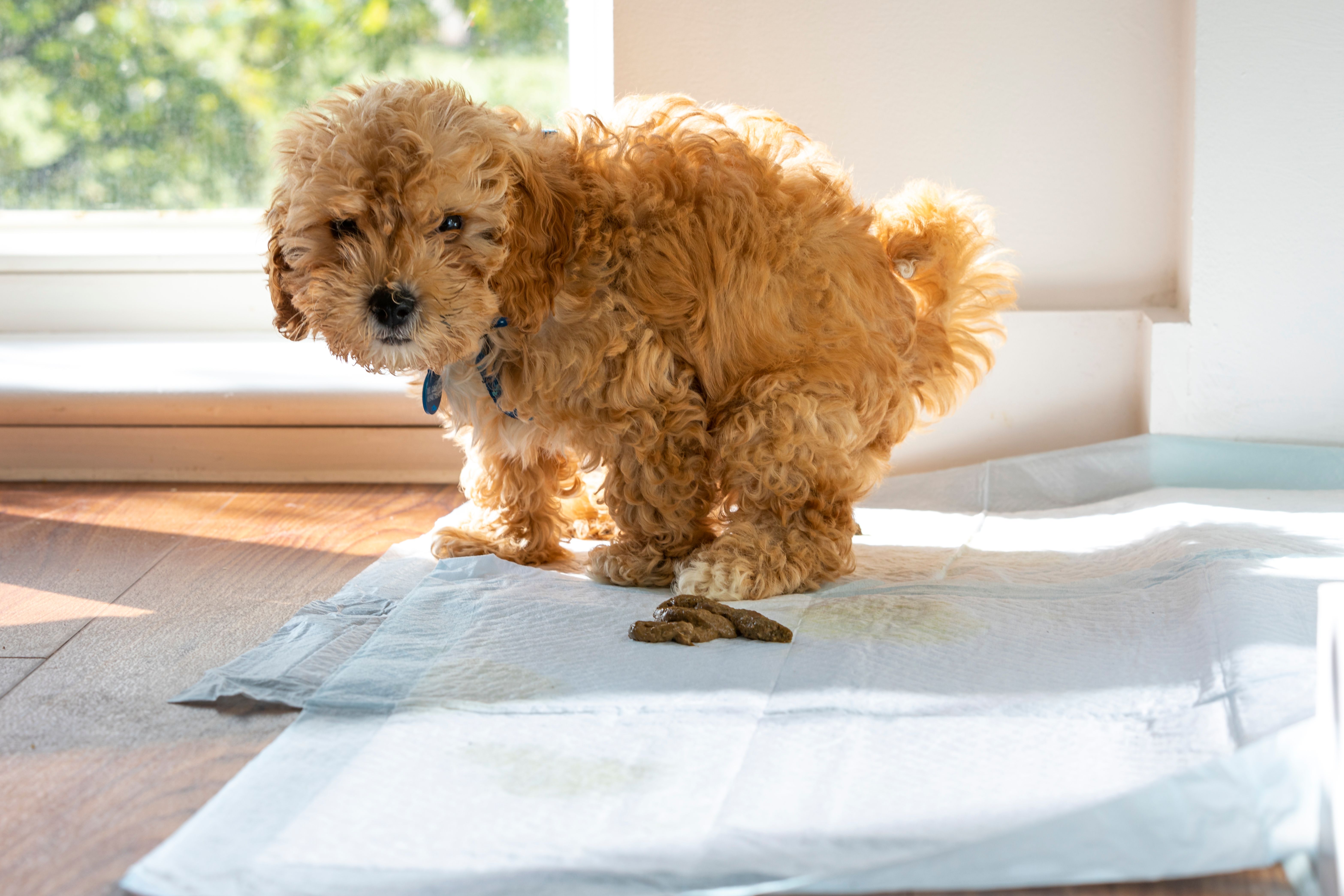 training puppy