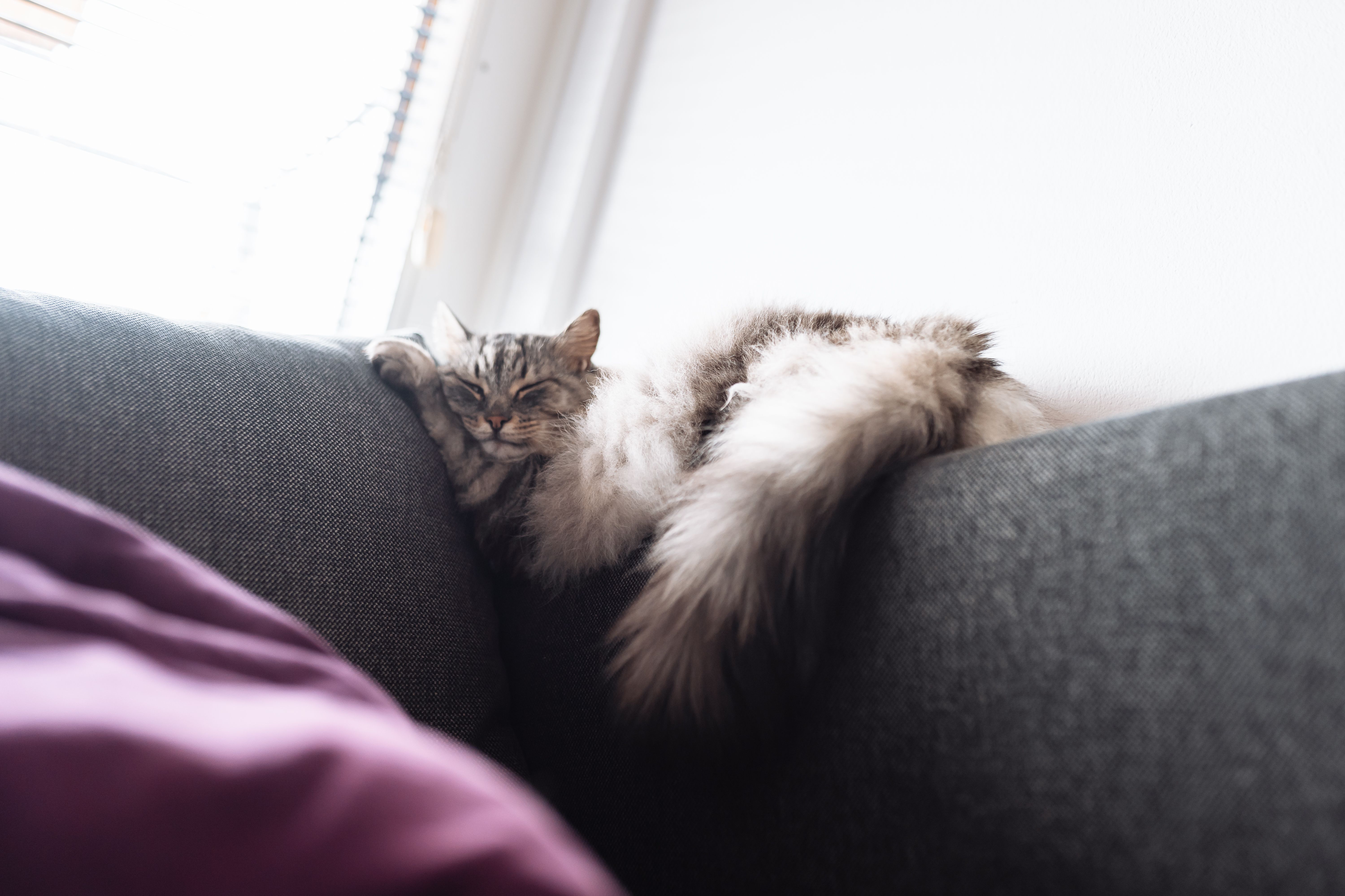 Portrait sleeping maine coon cat Portrait sleeping maine coon cat