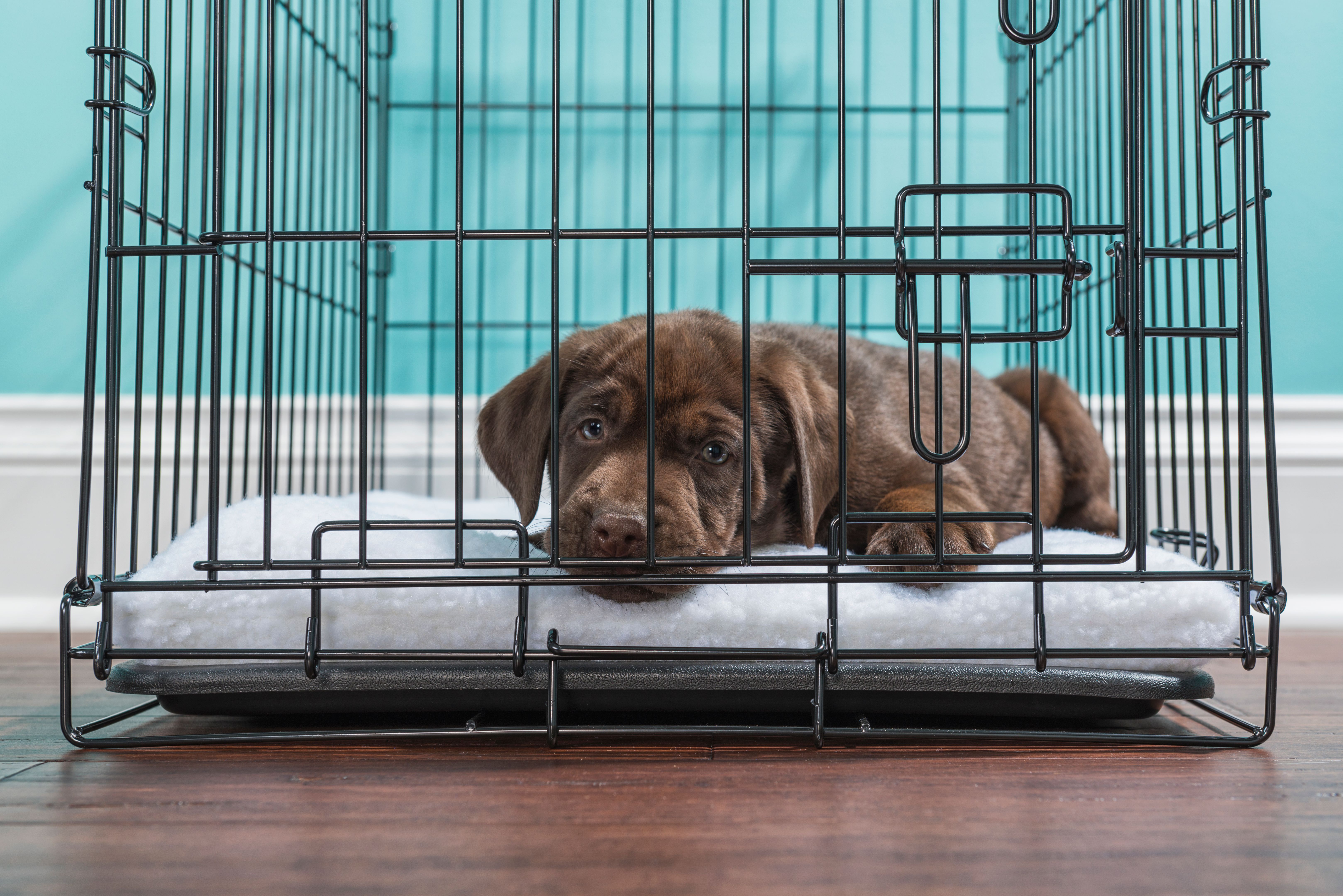 dog in crate