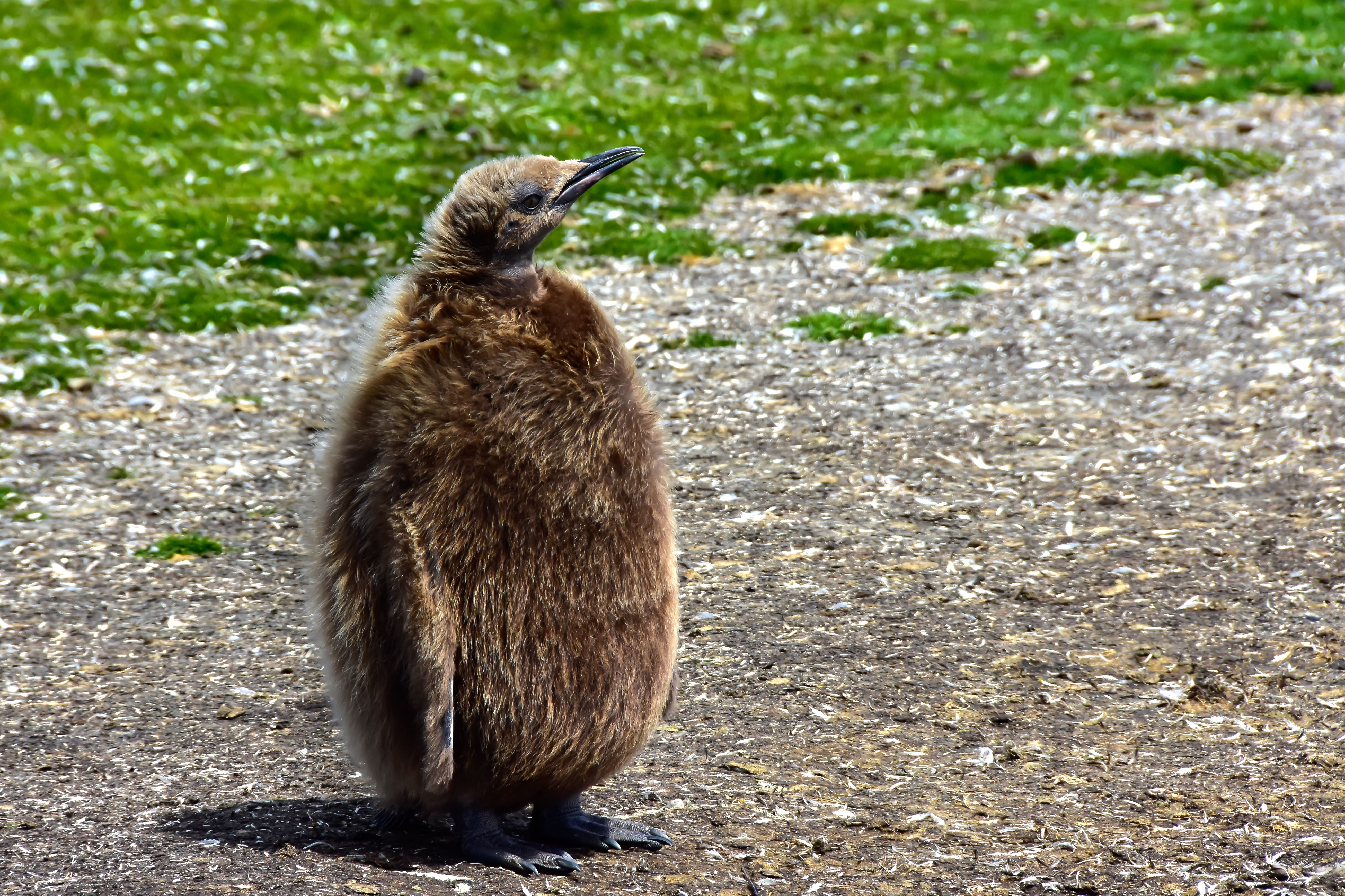 pudgy penguins