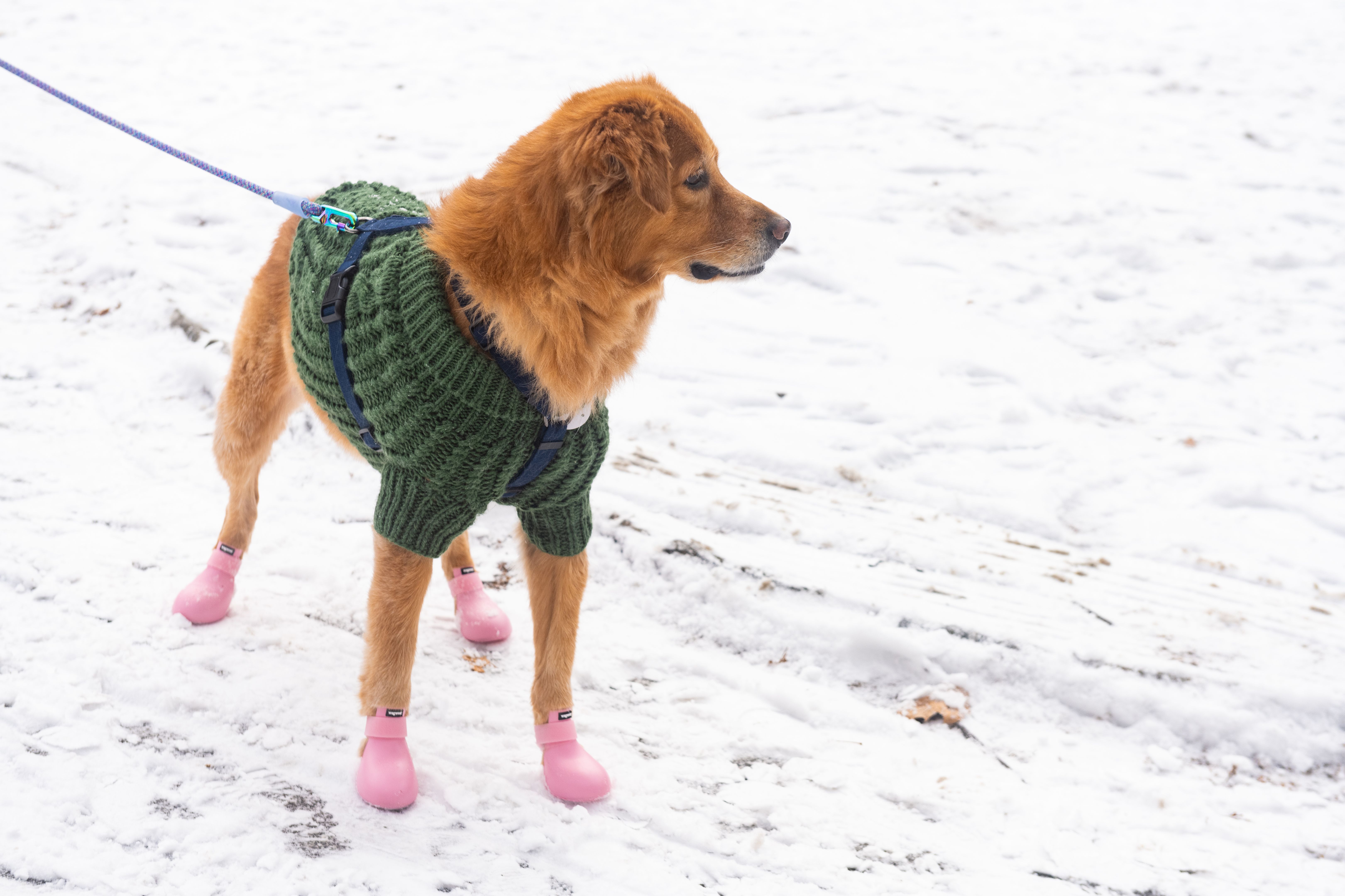 dog boots winter
