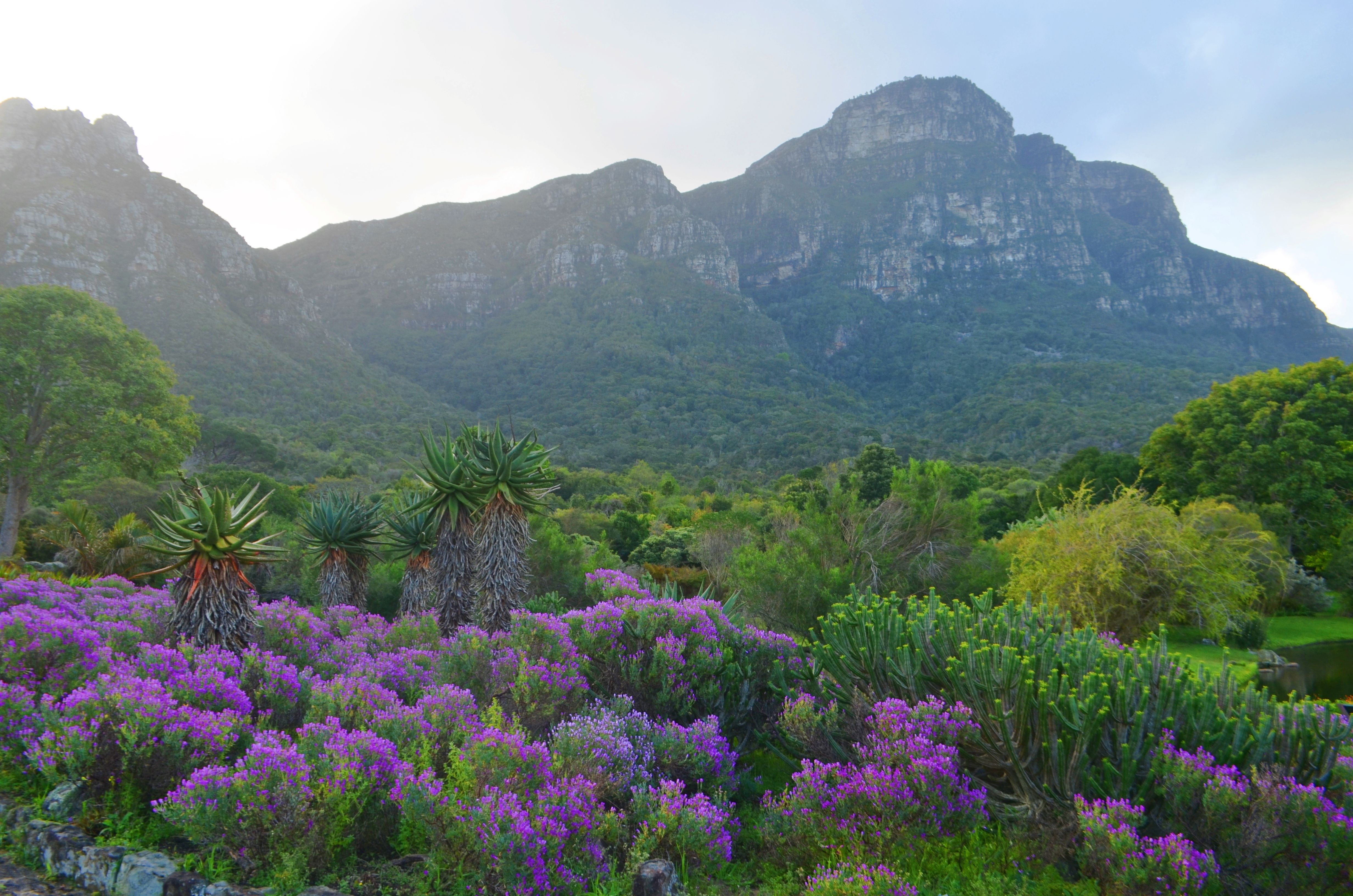 kirstenbosch gardens