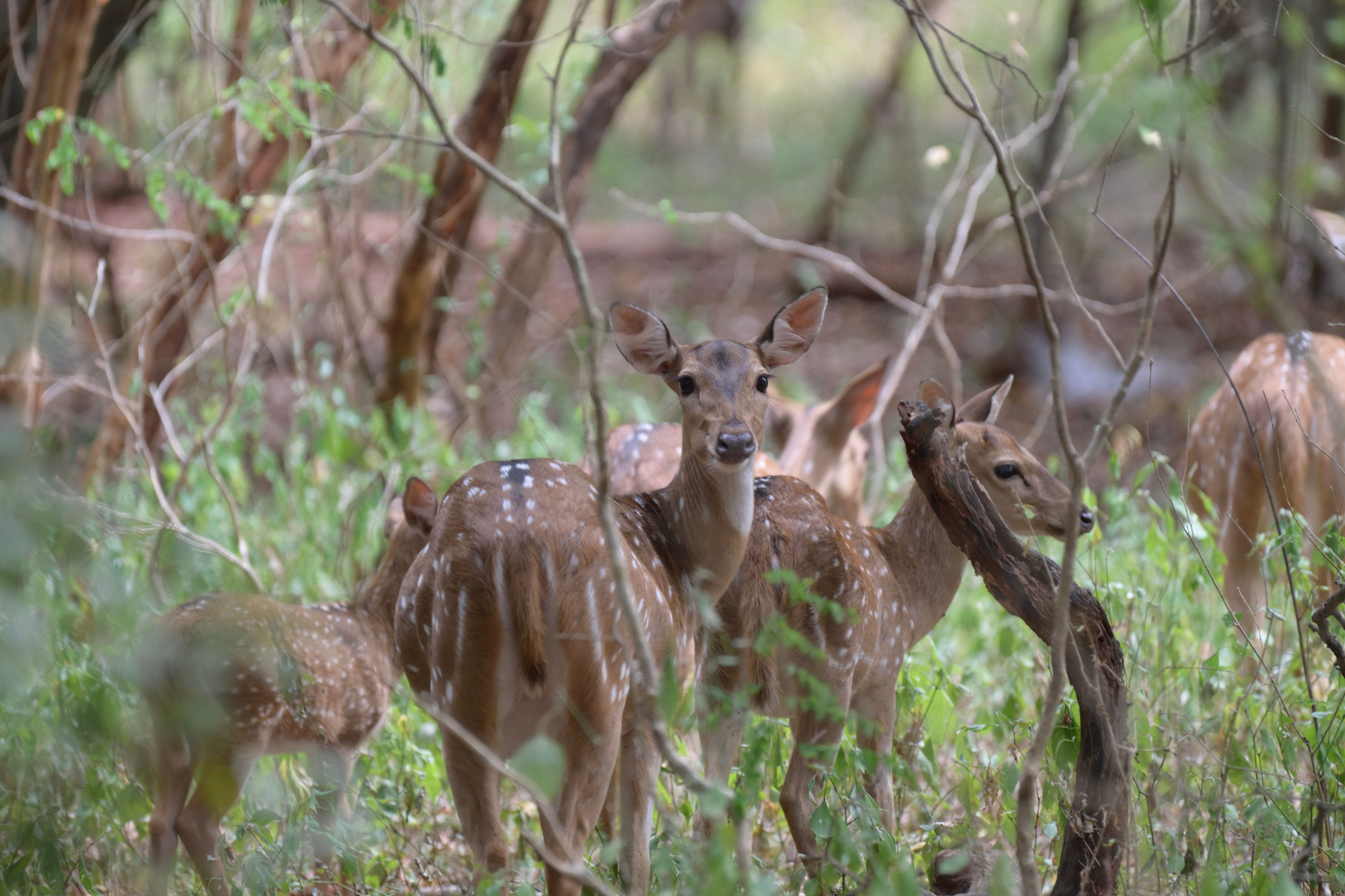 sri lanka wildlife