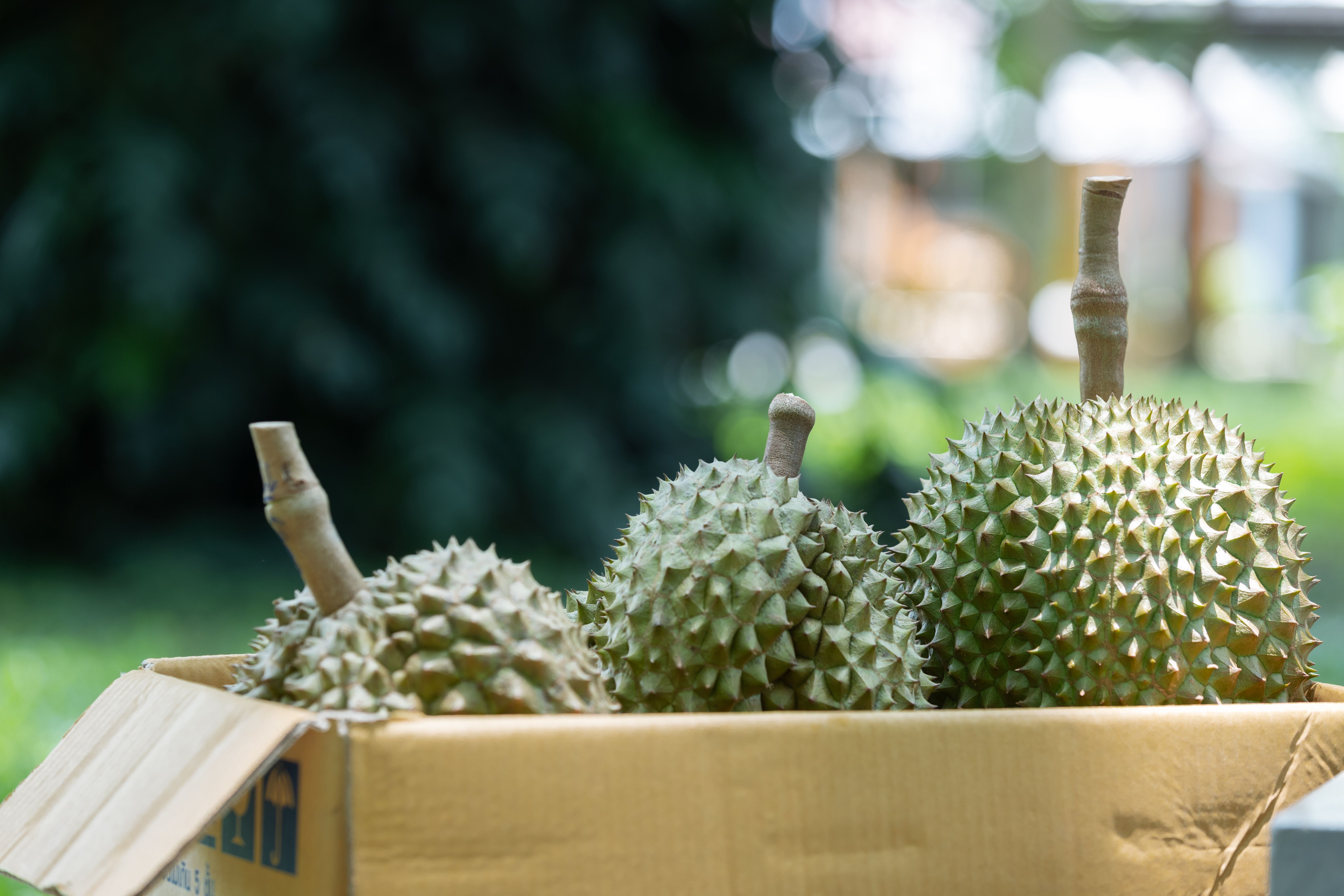 tropical fruit export