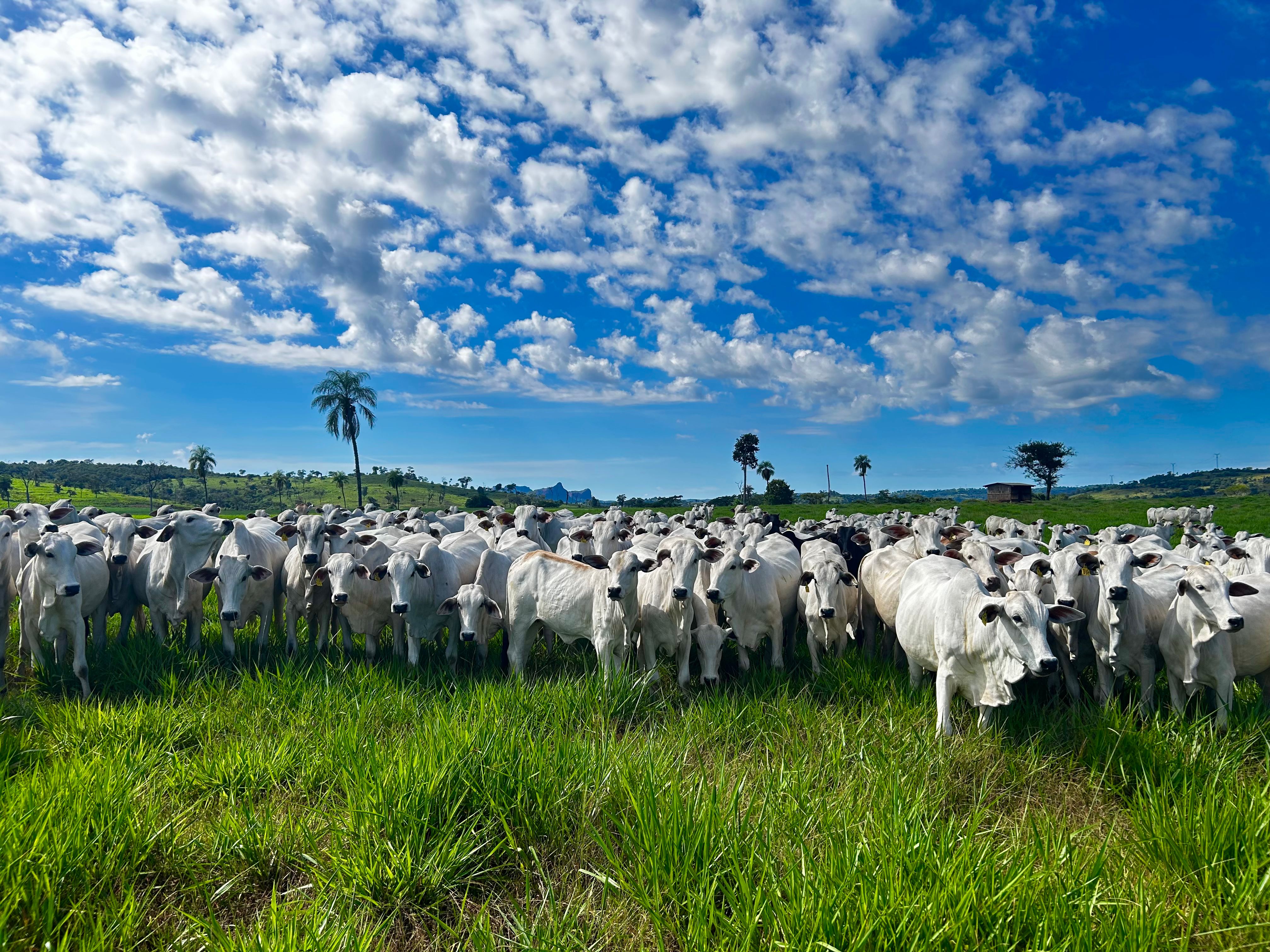 brazilian cattle ranch