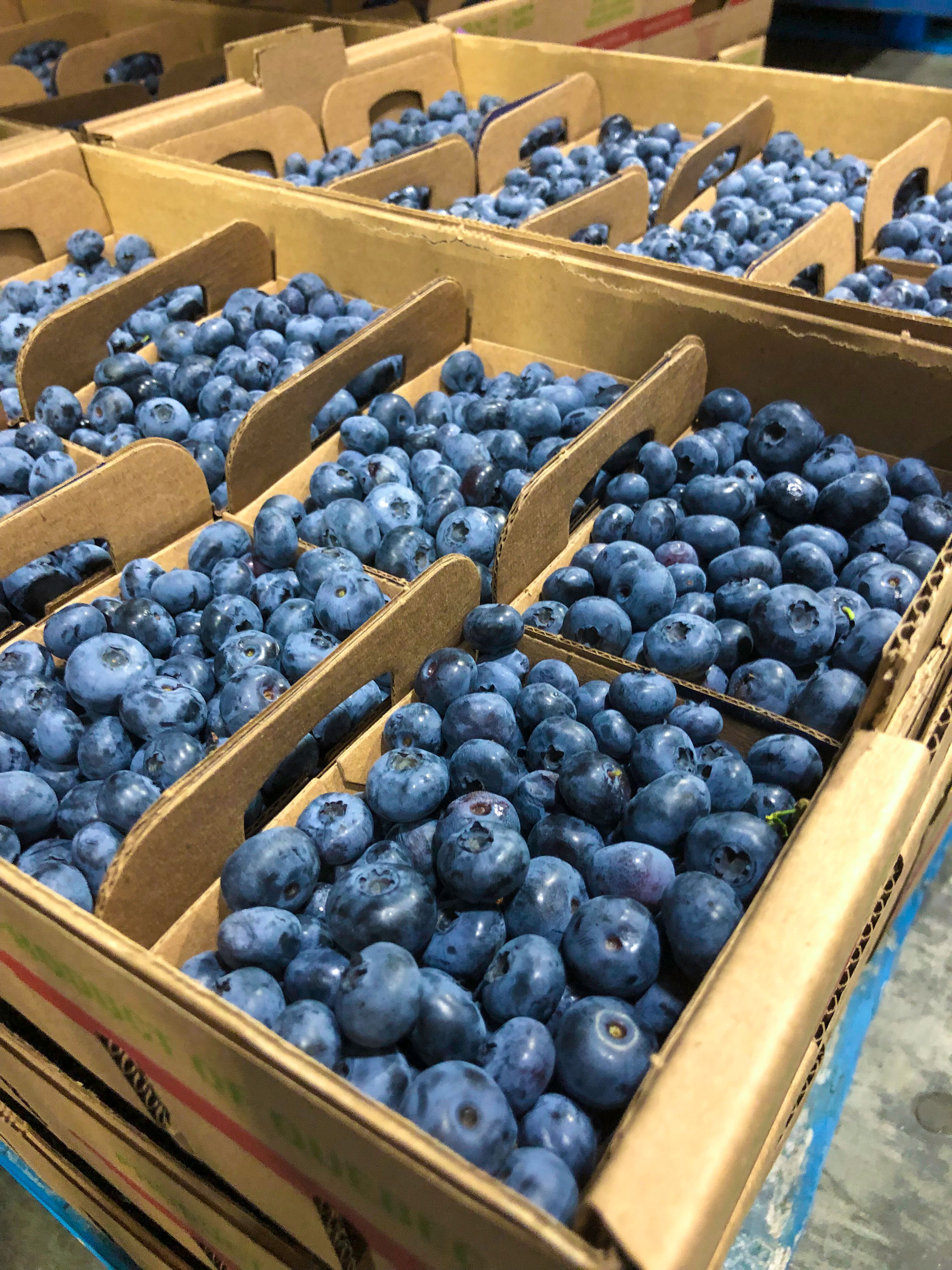 seasonal food distribution