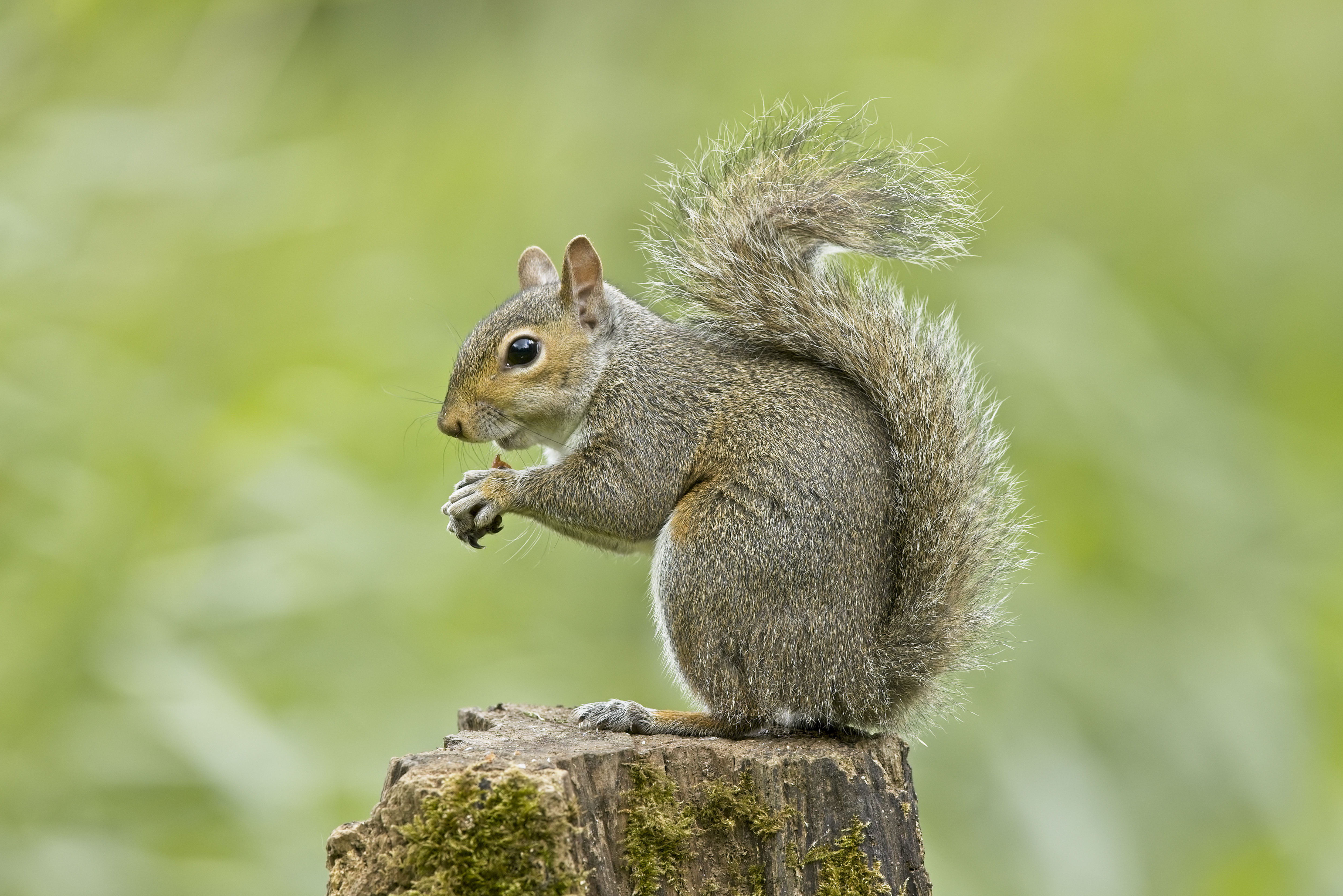 Grey Squirrel