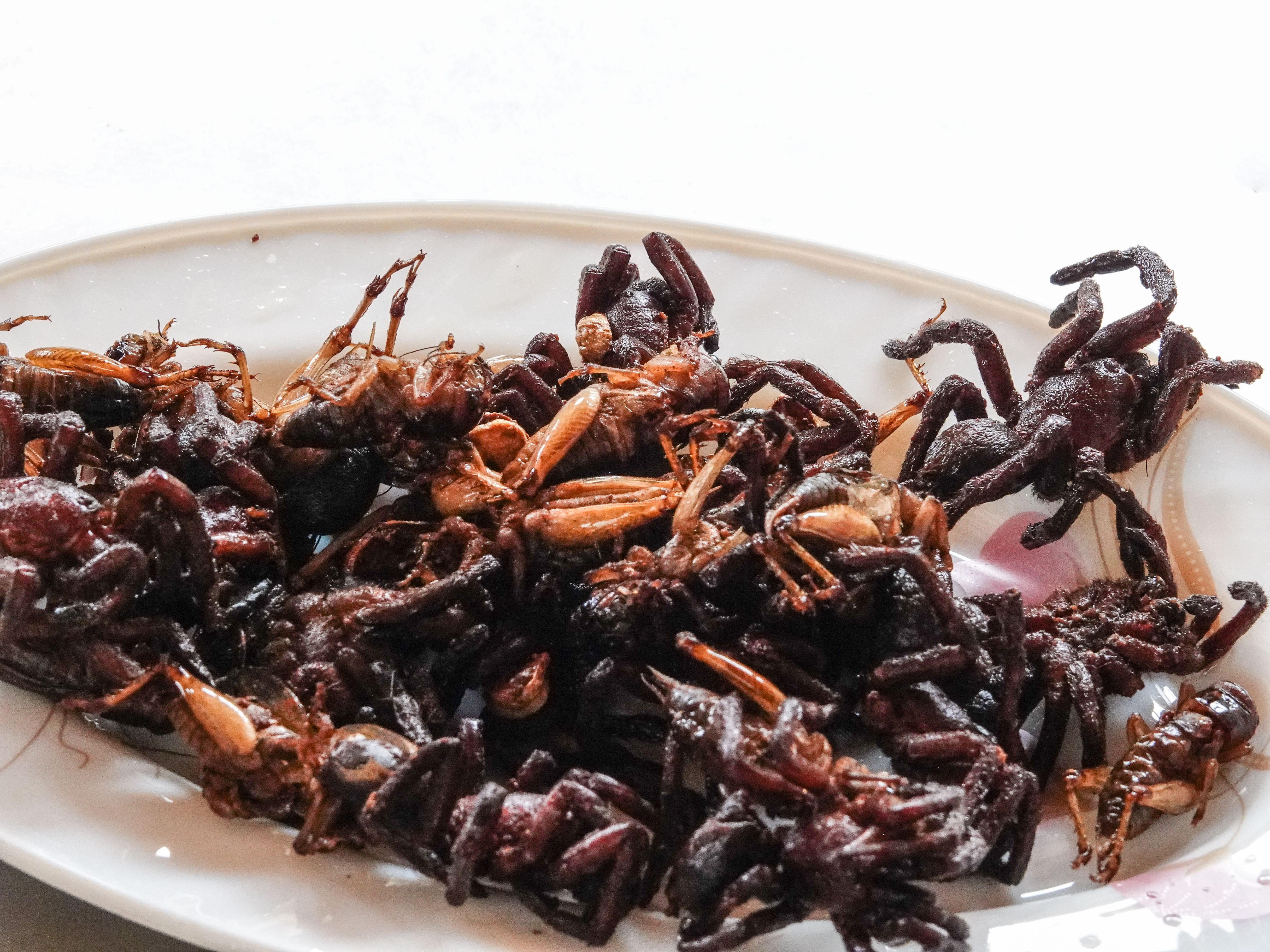 tarantula dish