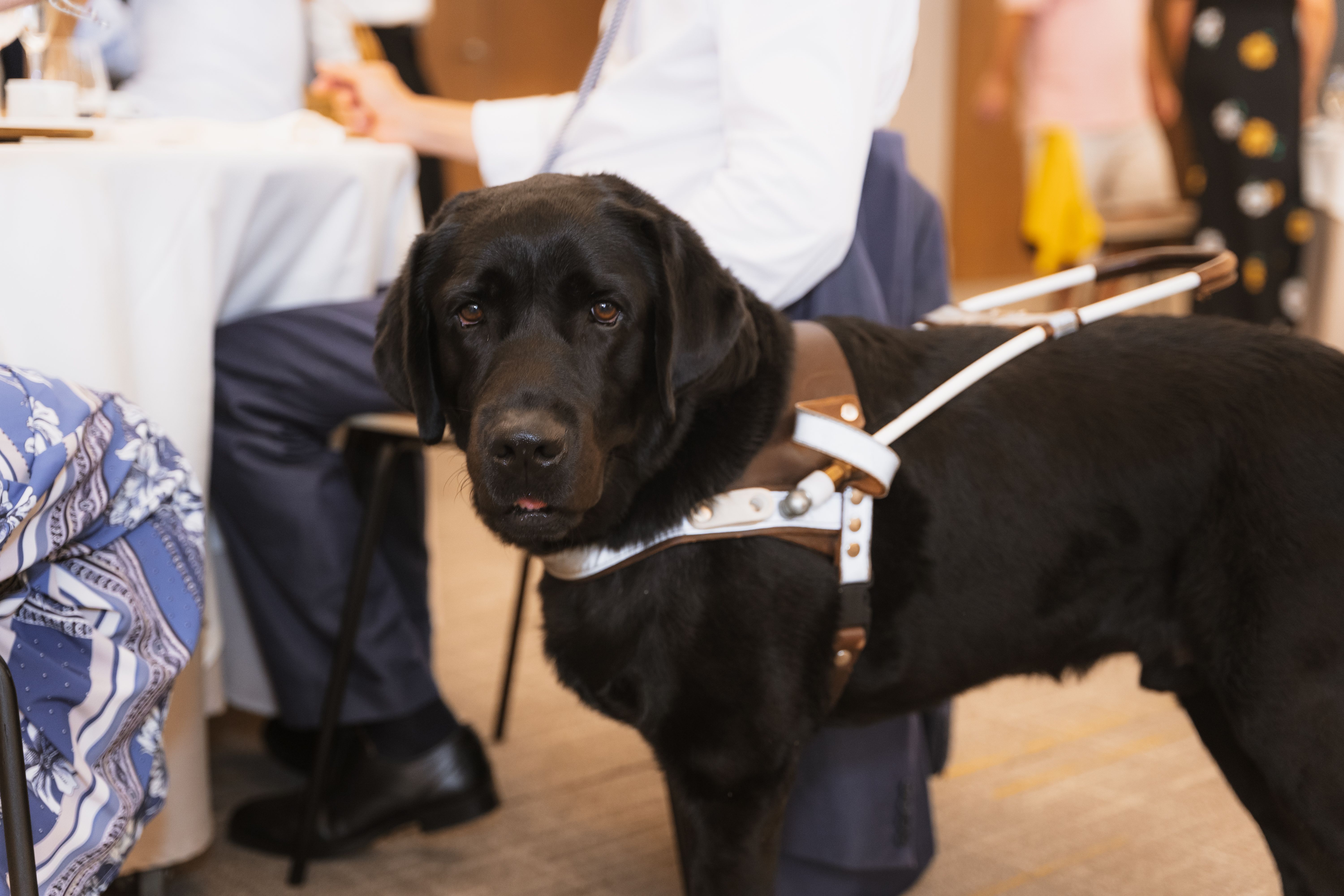 Black Labrador who works as a guide dog for a blind woman. Assistant for the blind person. In a restaurant with his owner Black Labrador who works as a guide dog for a blind woman. Assistant for the blind person. In a restaurant with his owner
