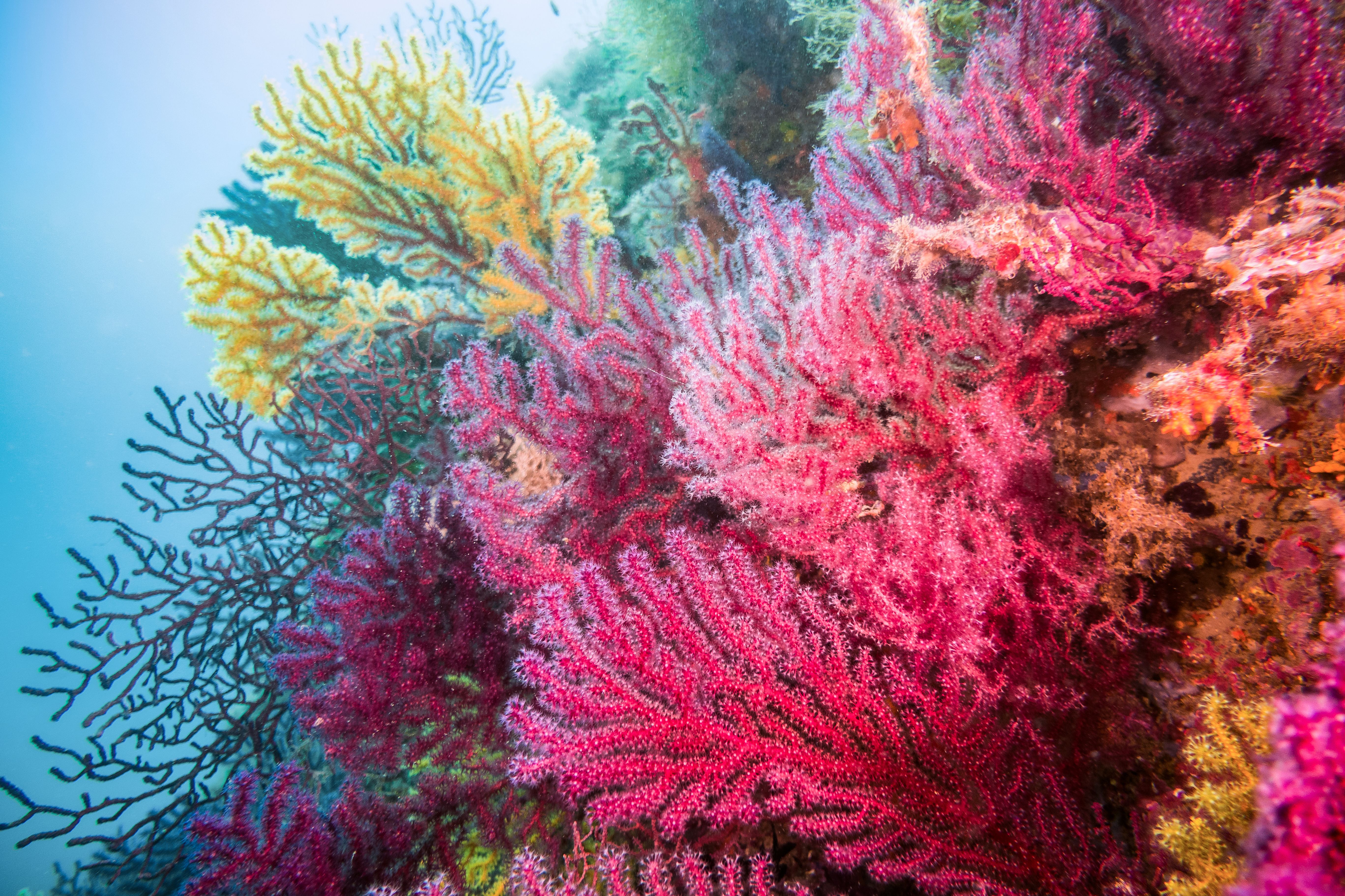 underwater coral reef