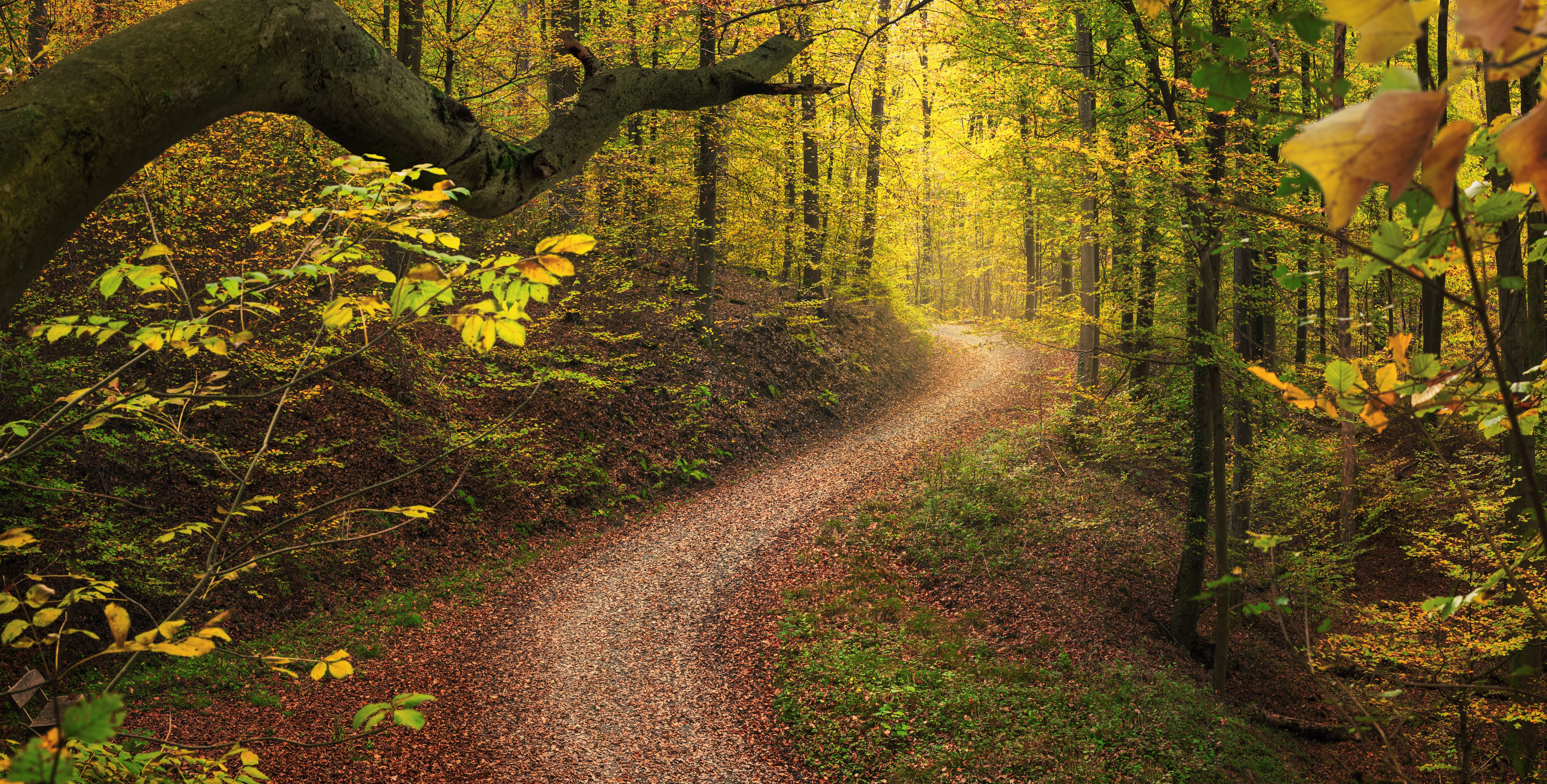 Bendy trail in tranquil autumn woodland