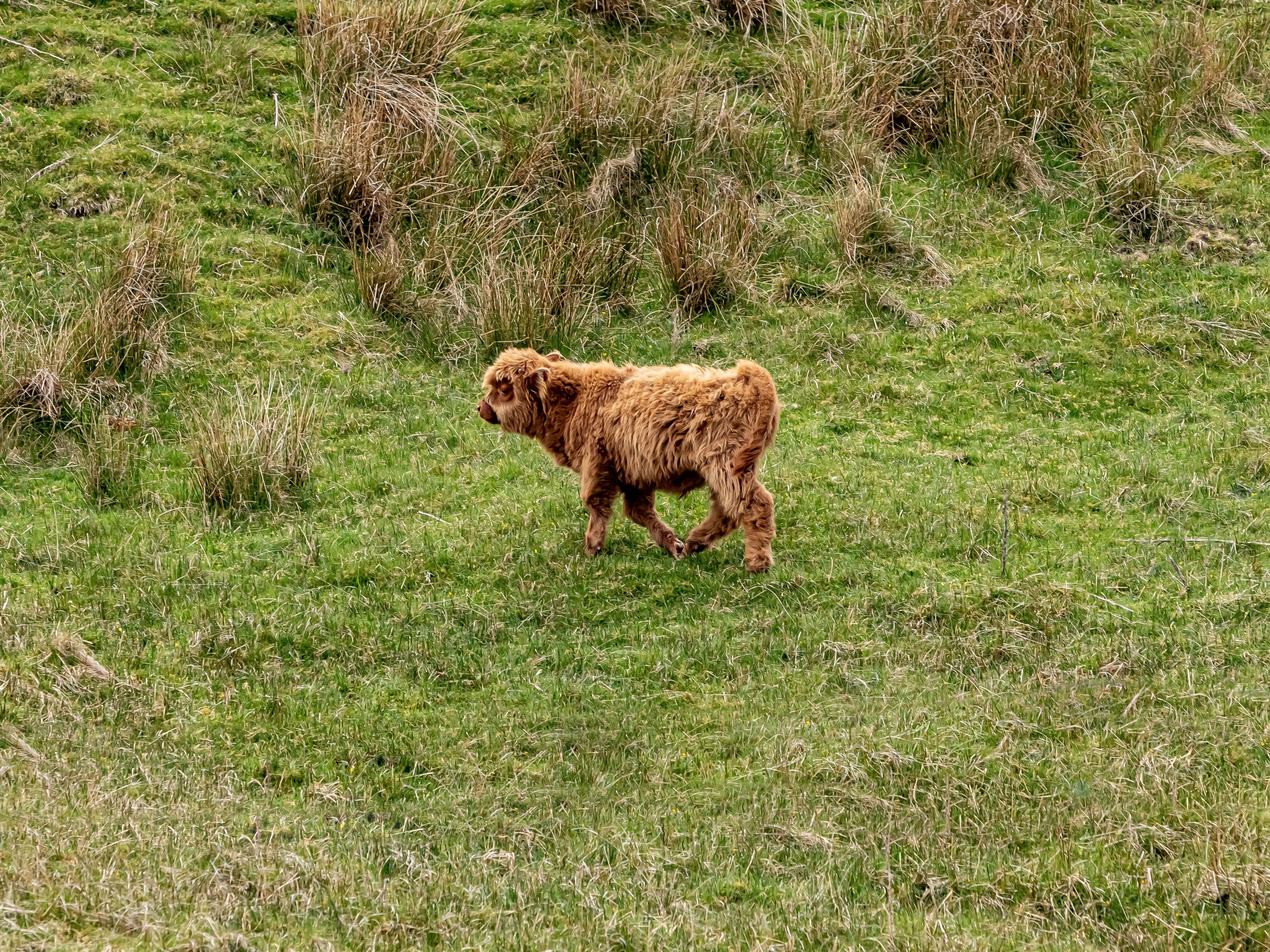 mini highland cattle spring