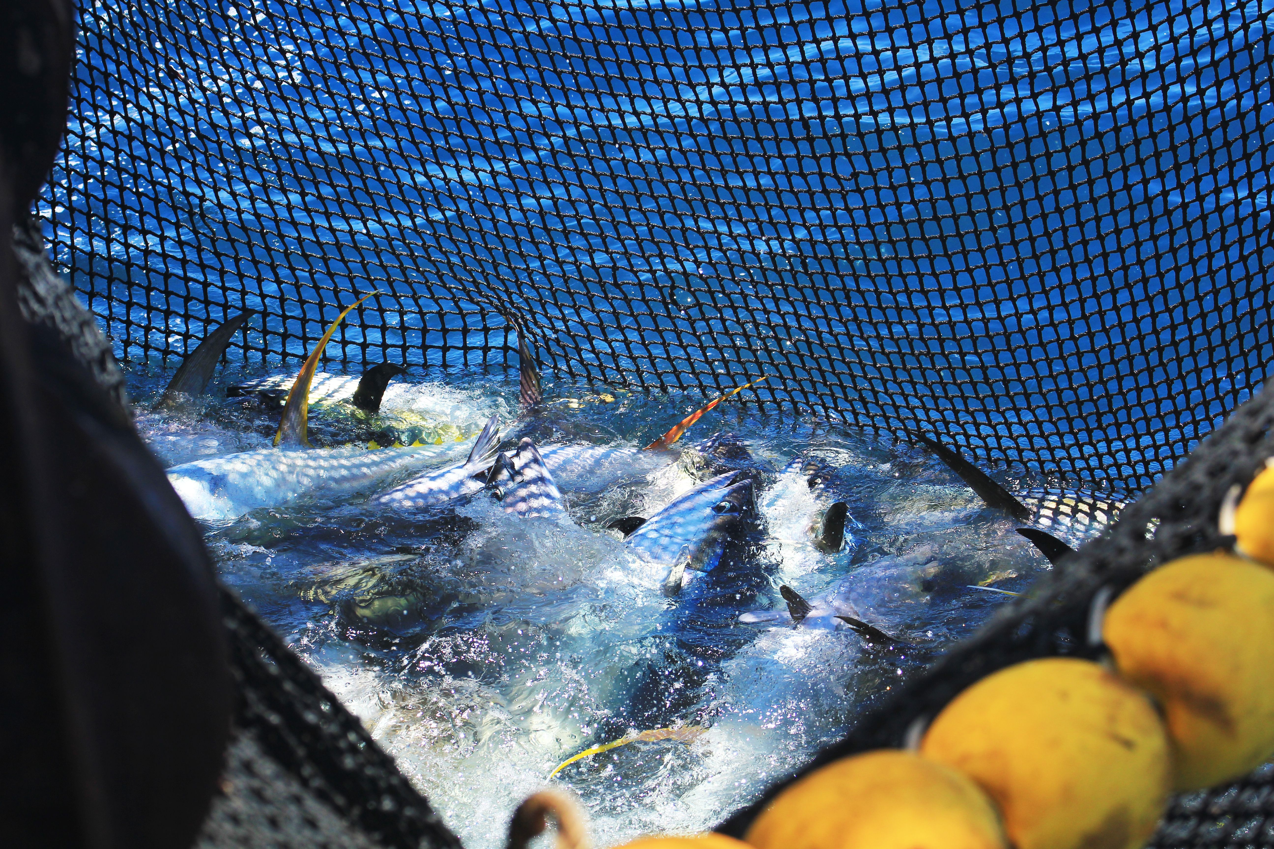 sustainable fishing practices