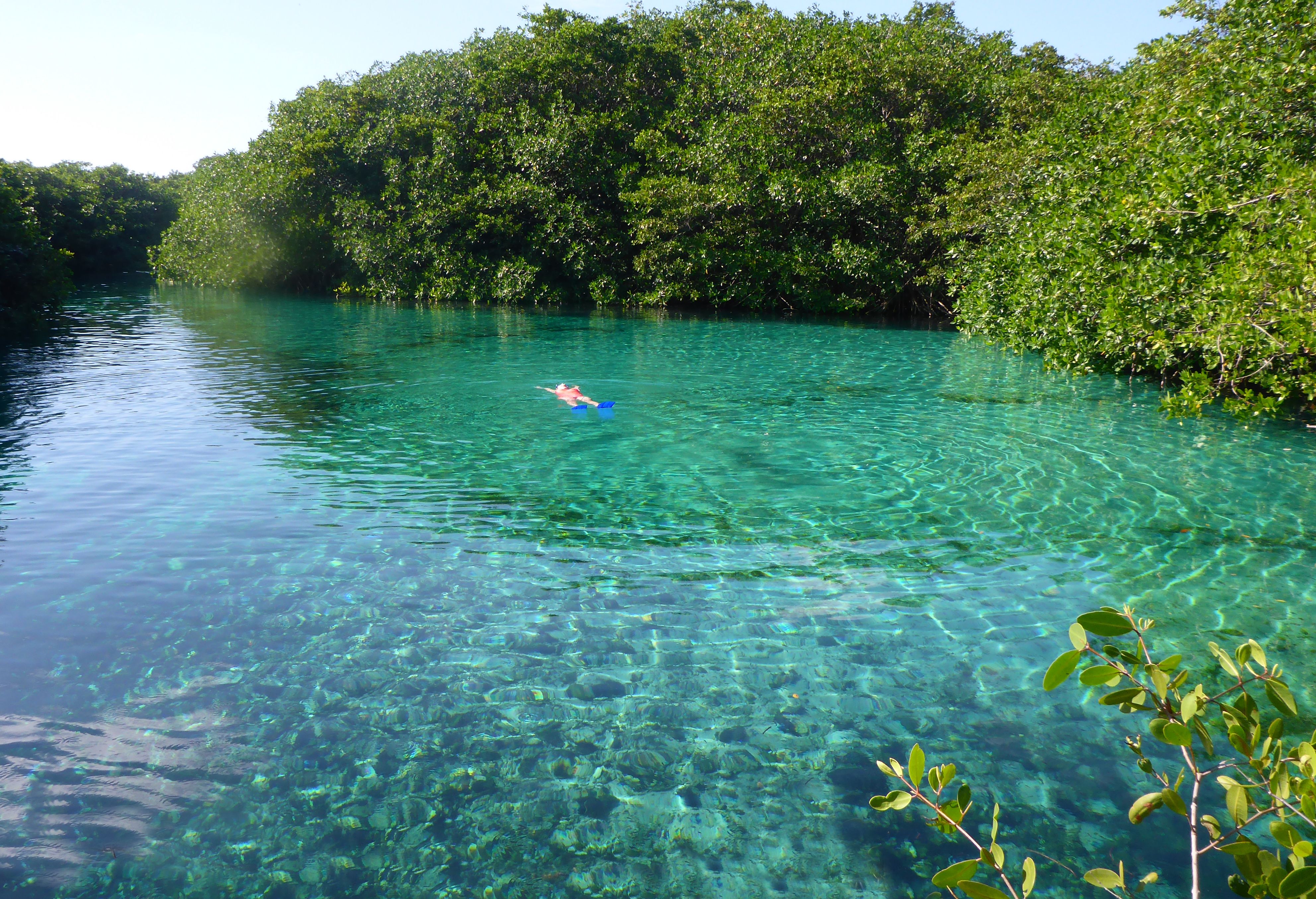 manatees swimming