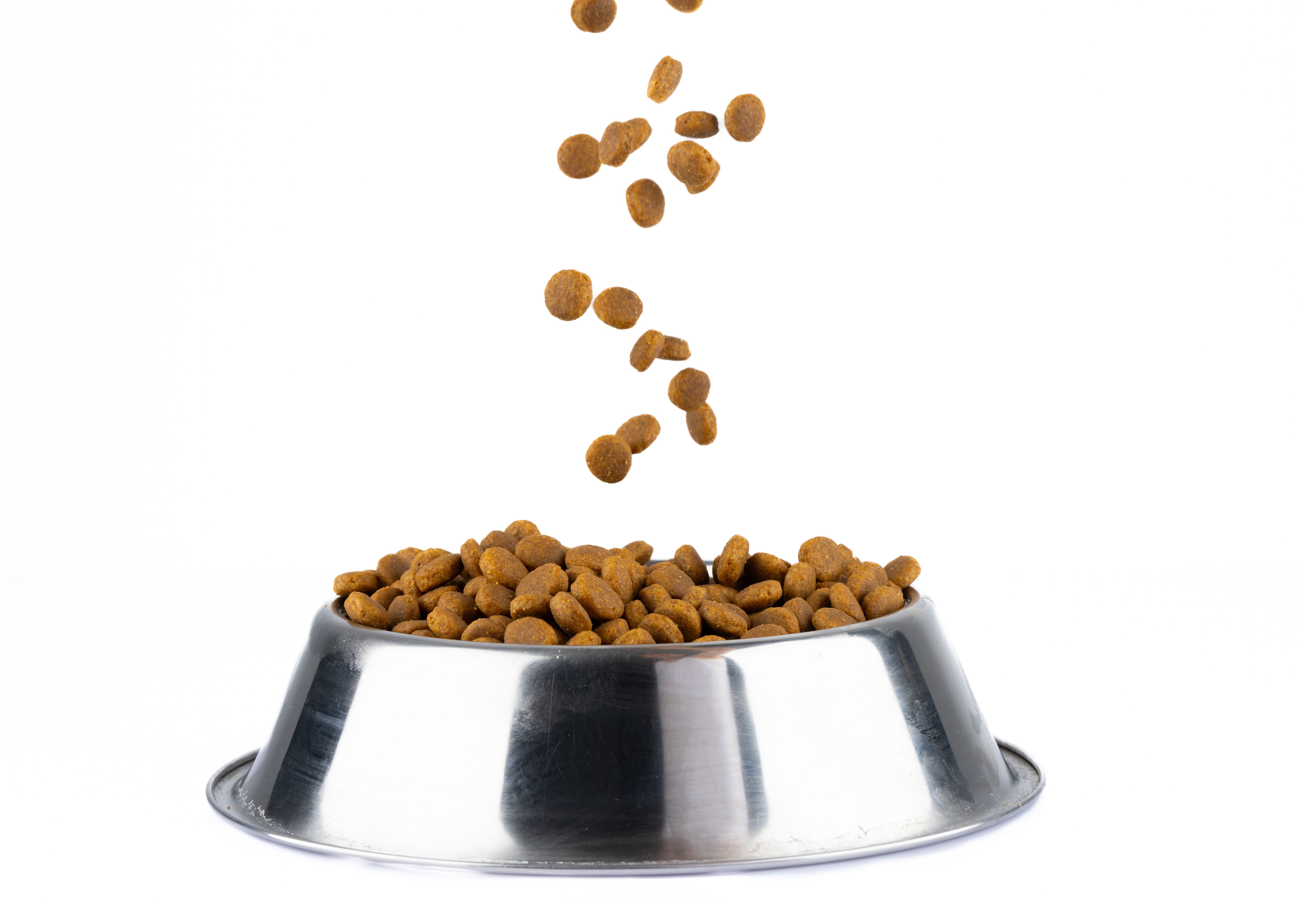 healthy dog food