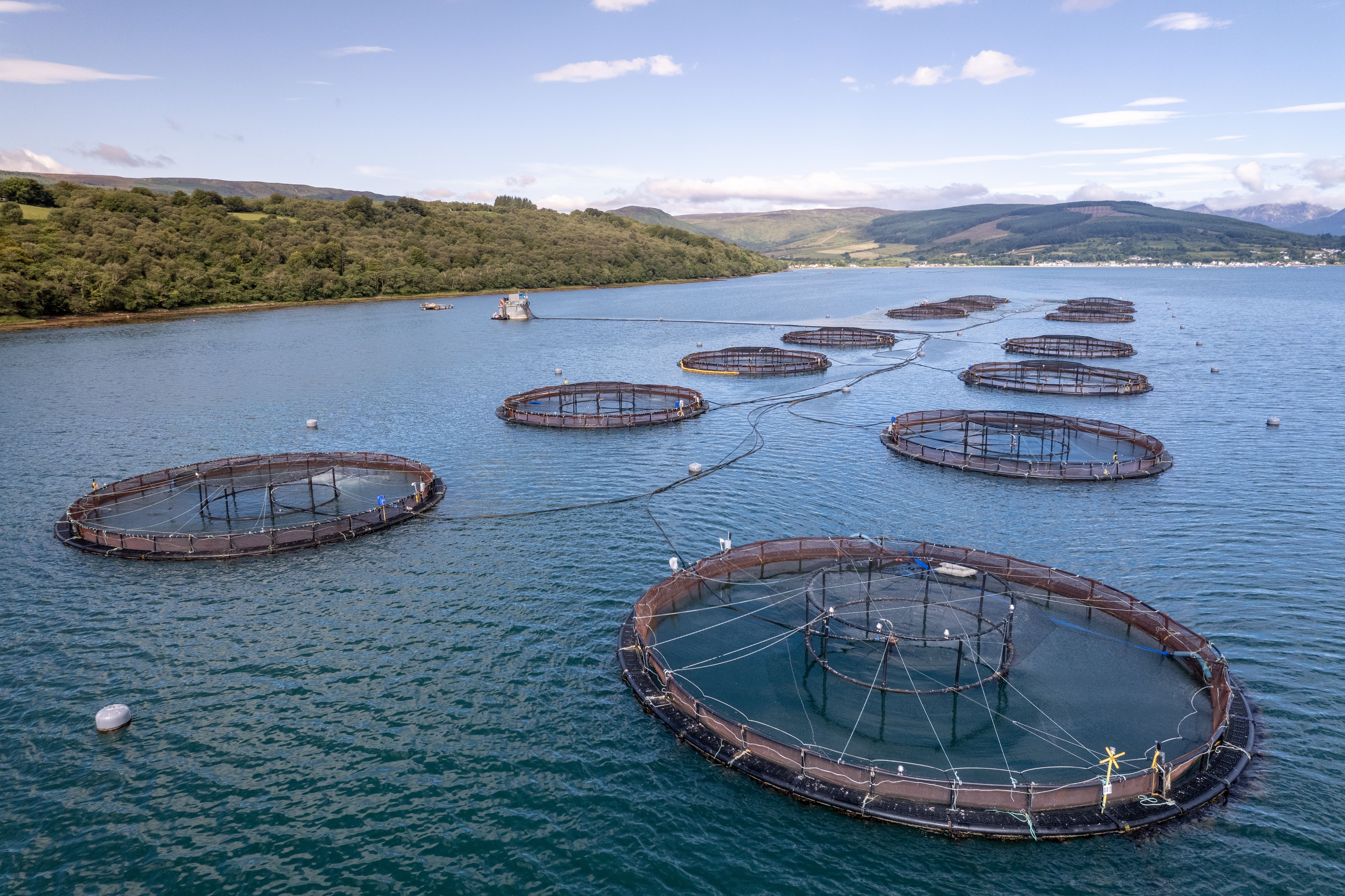 fish farming