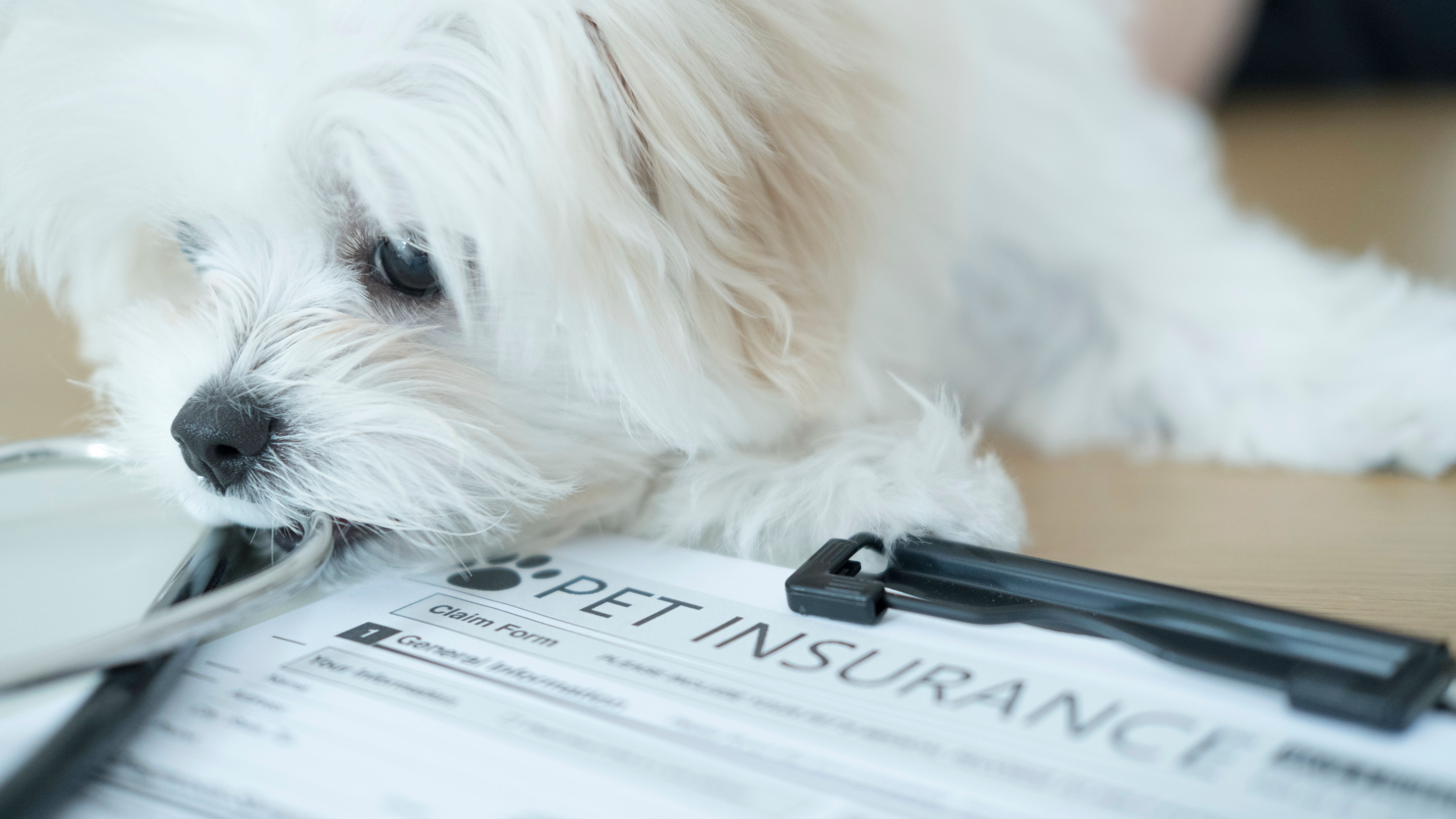 pet insurance paperwork