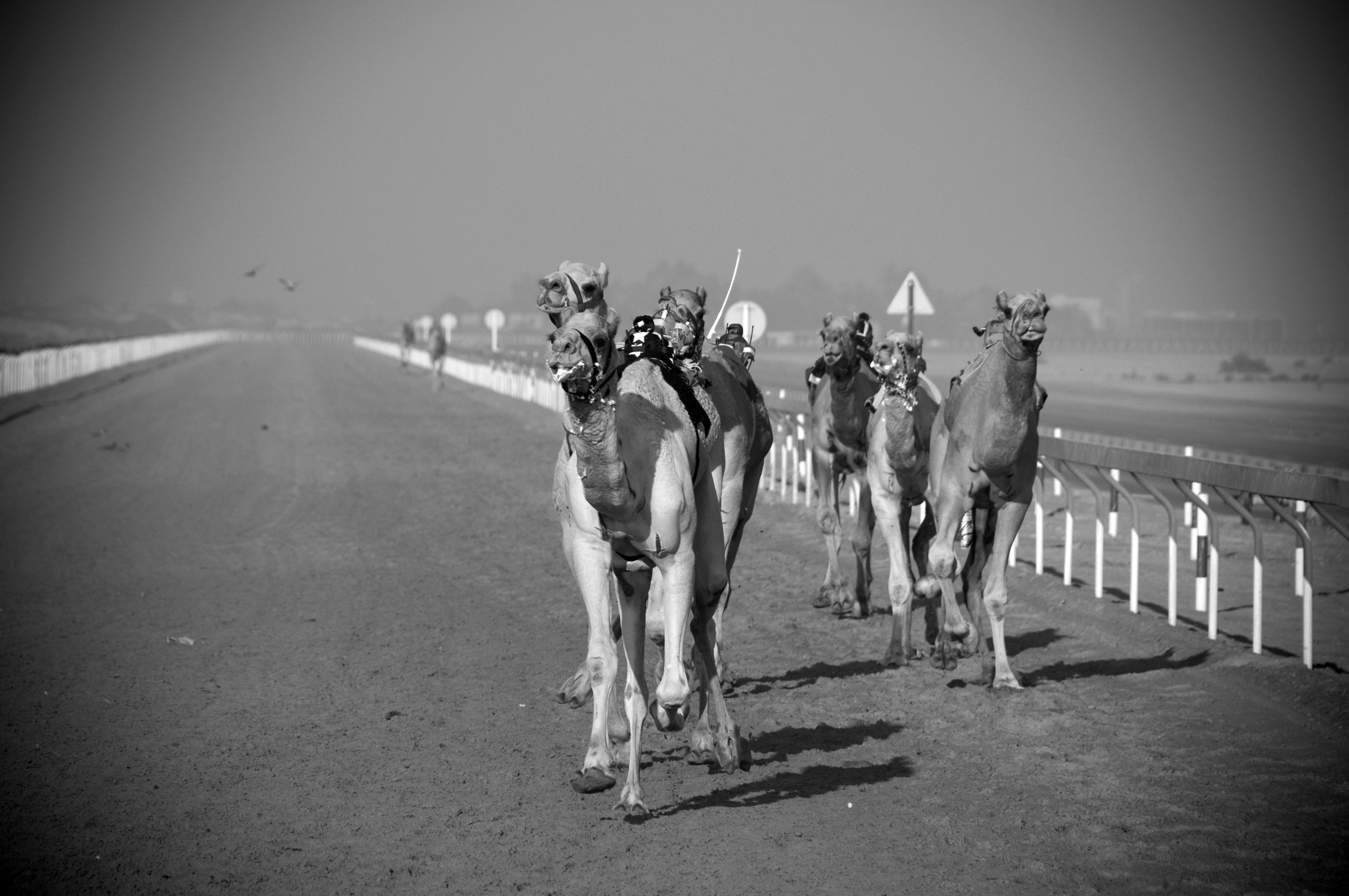 Day at the camel races