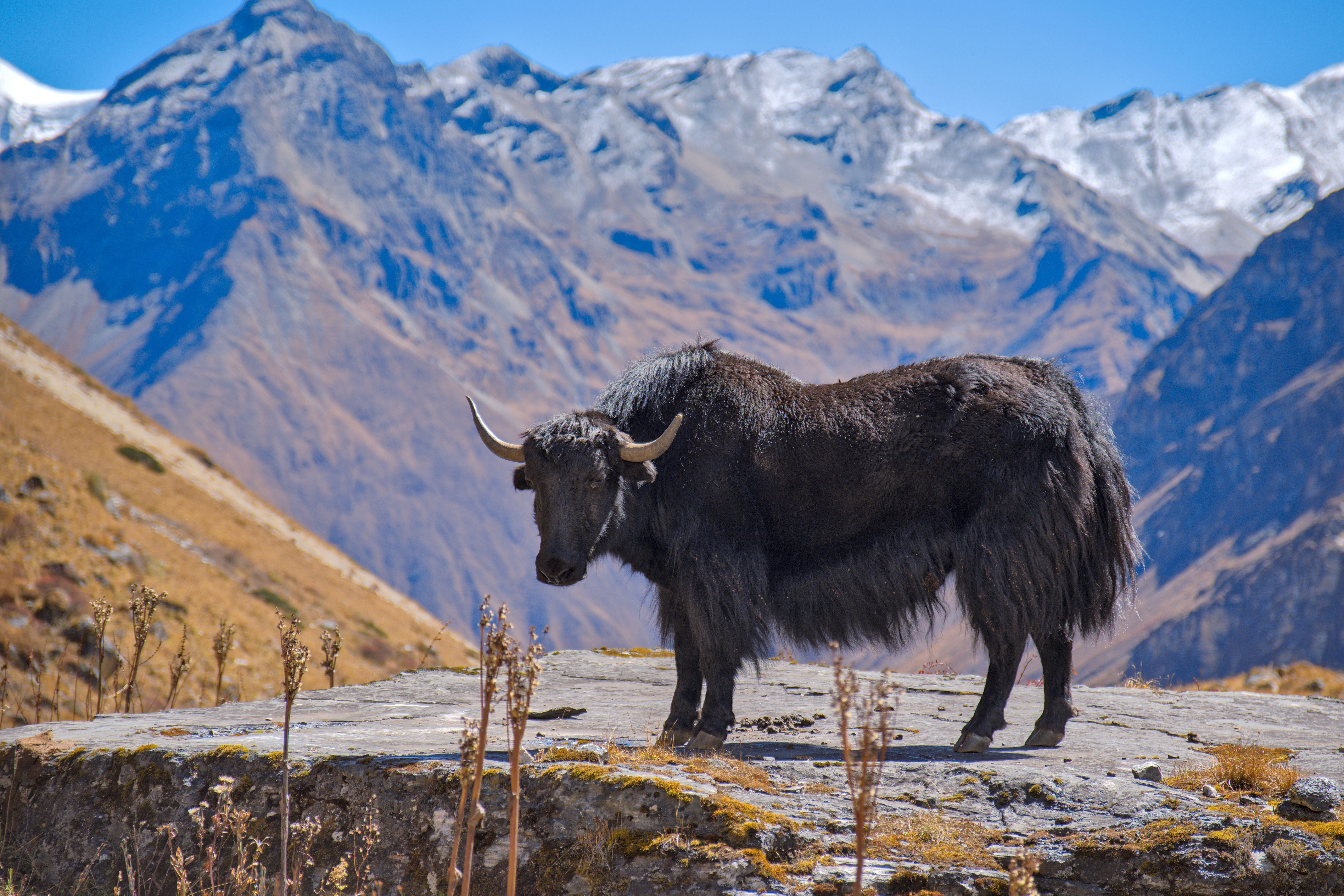 bhutan landscape