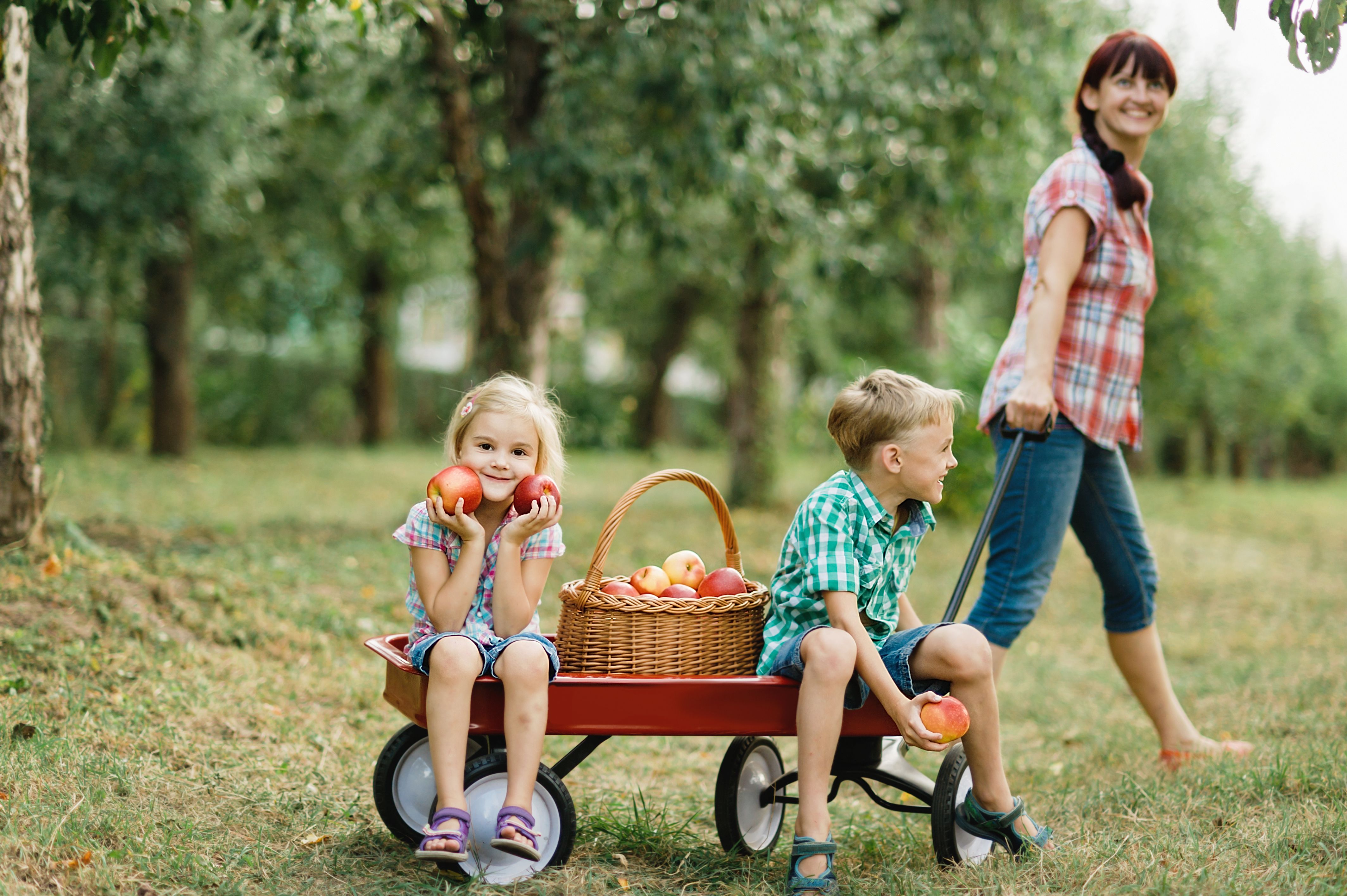 family picking apples