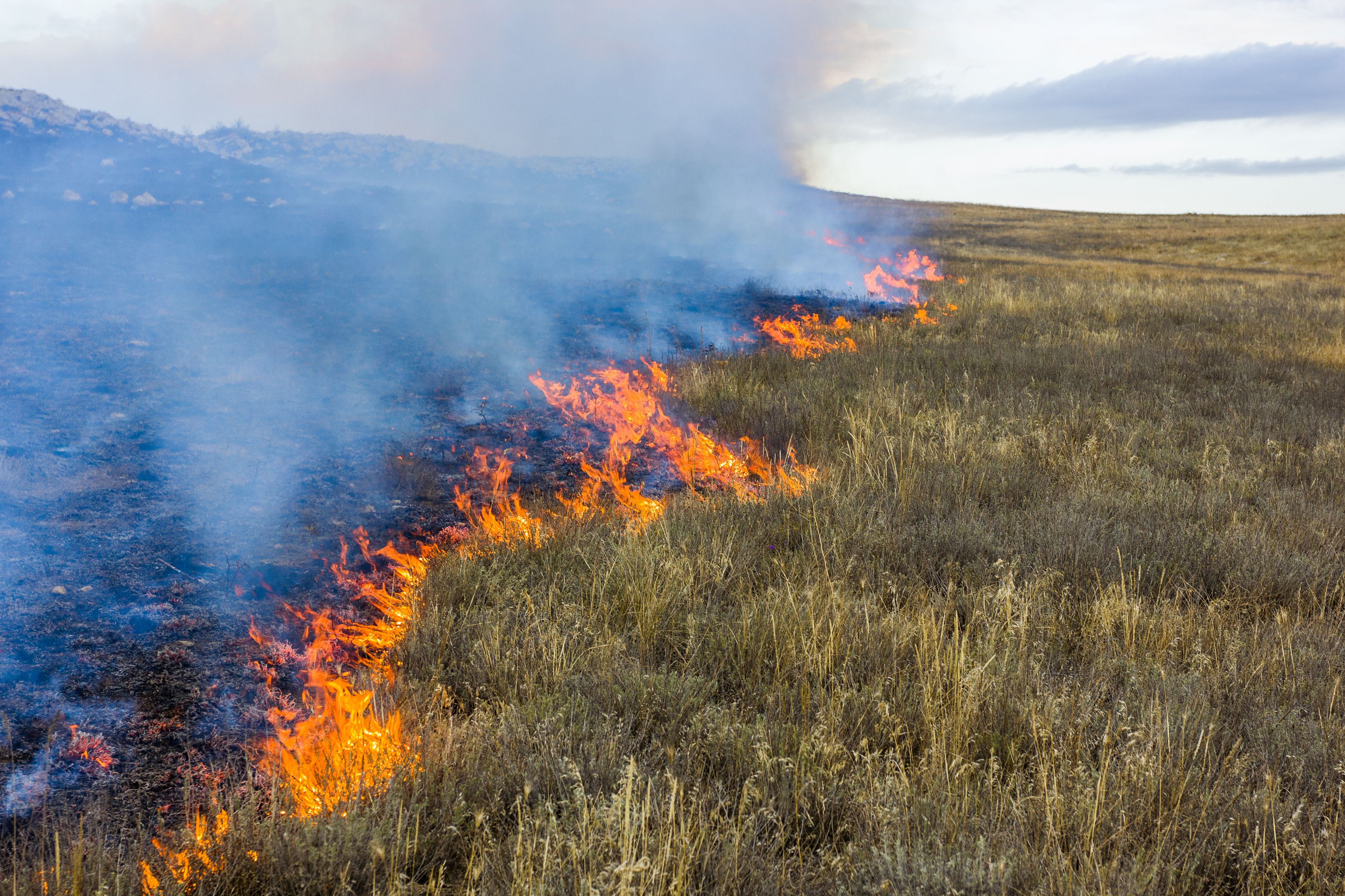 Fuego en la estepa. Hierba seca ardiente, emergencia.