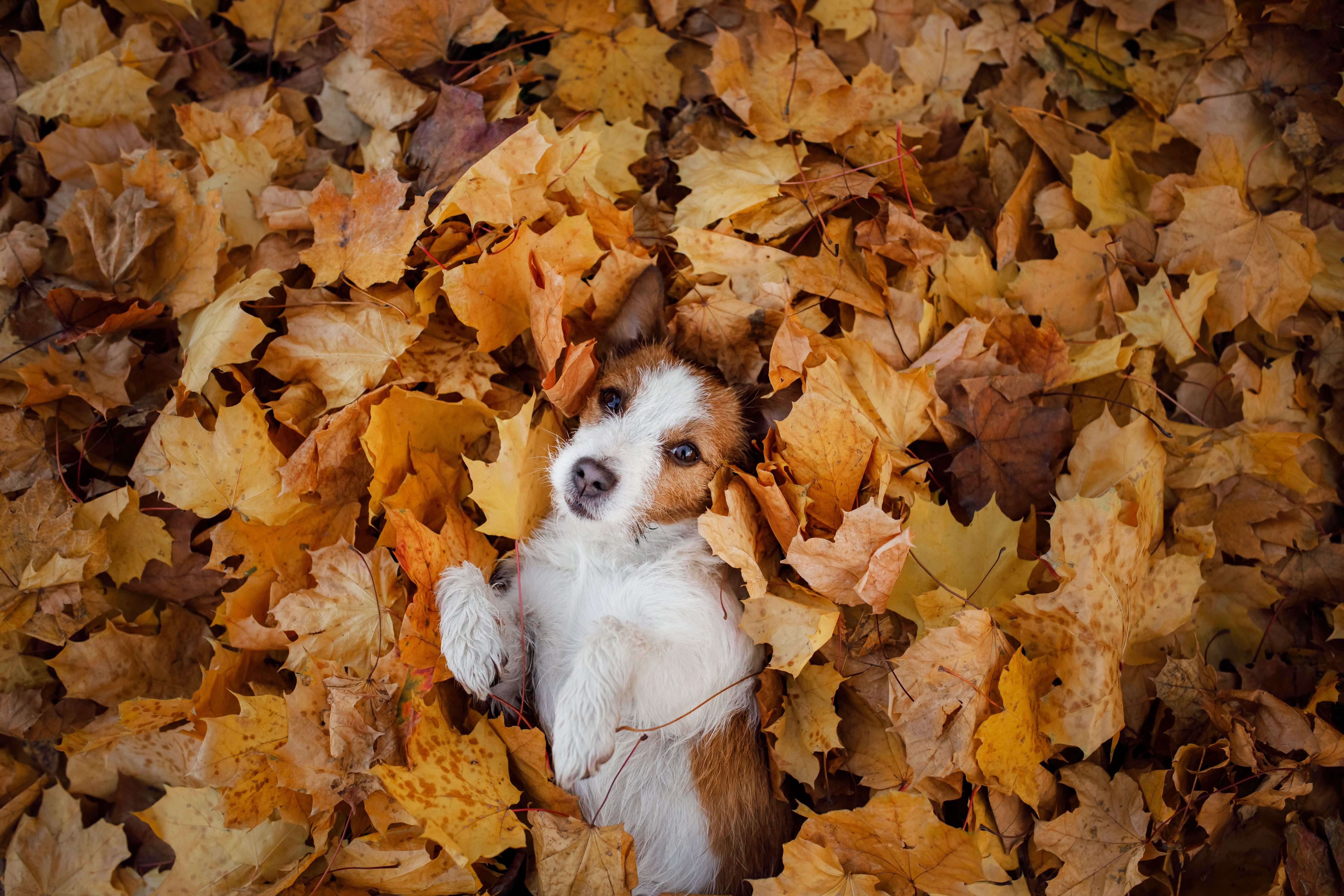dog autumn