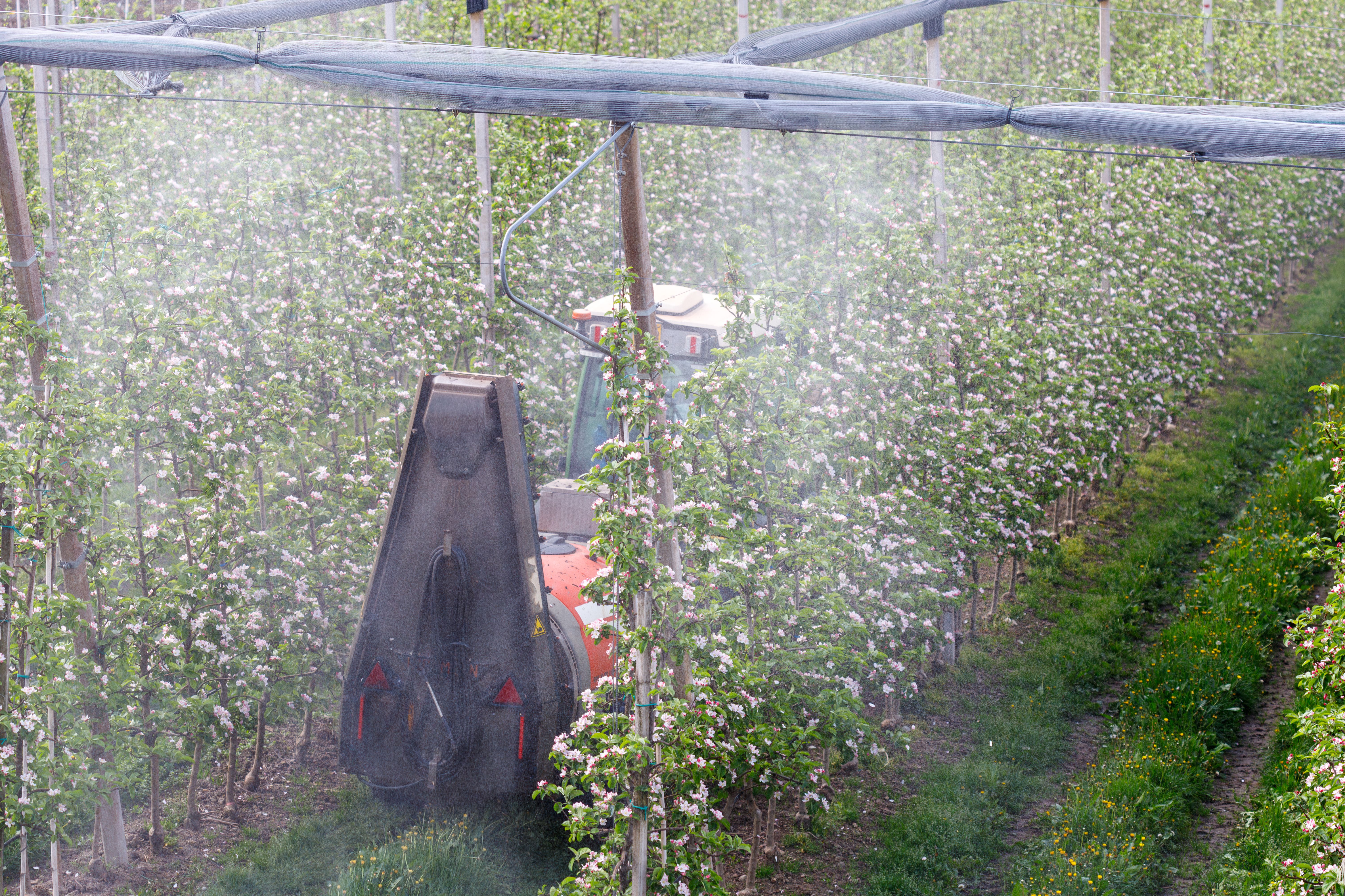 orchard pest control