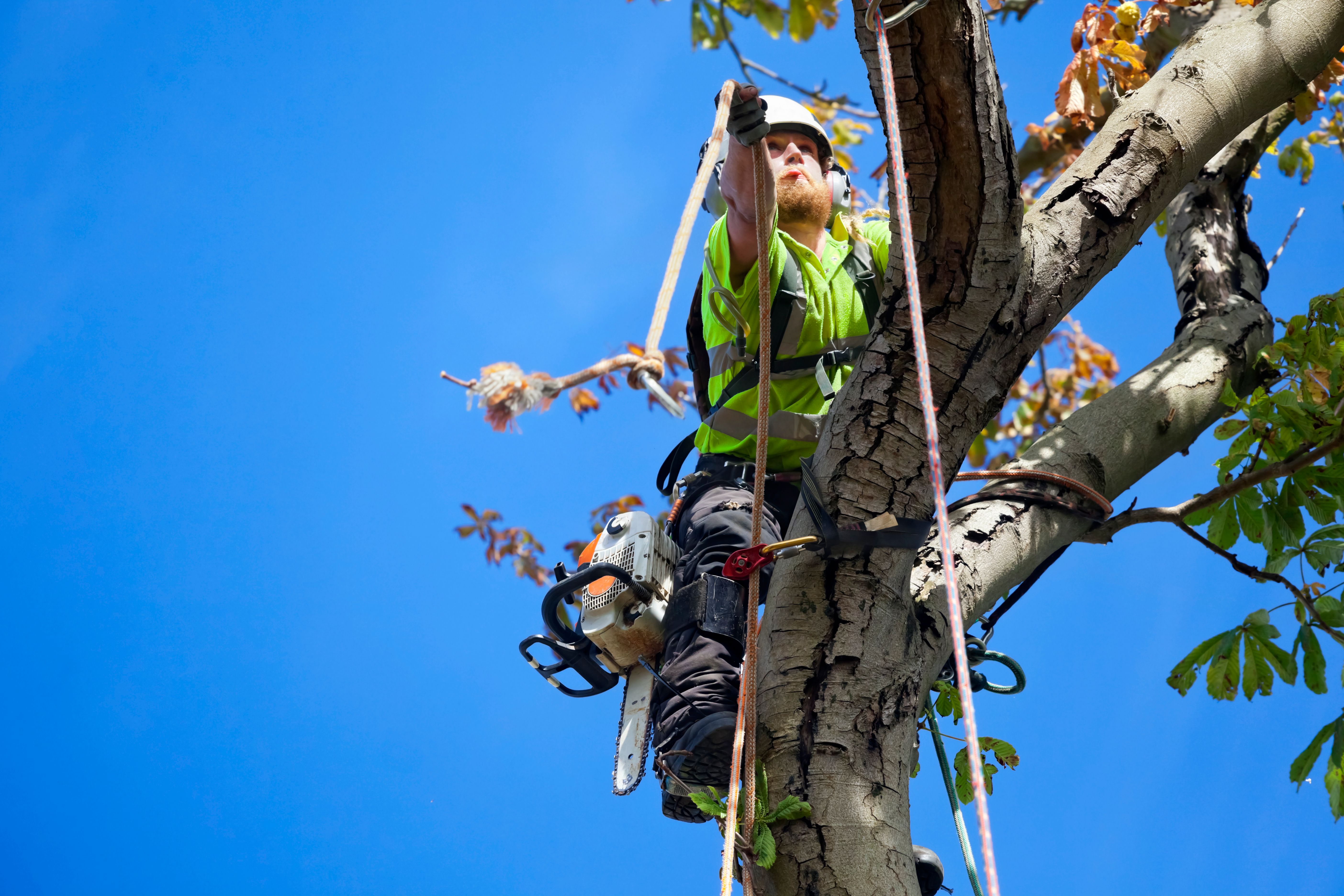 tree care professionals