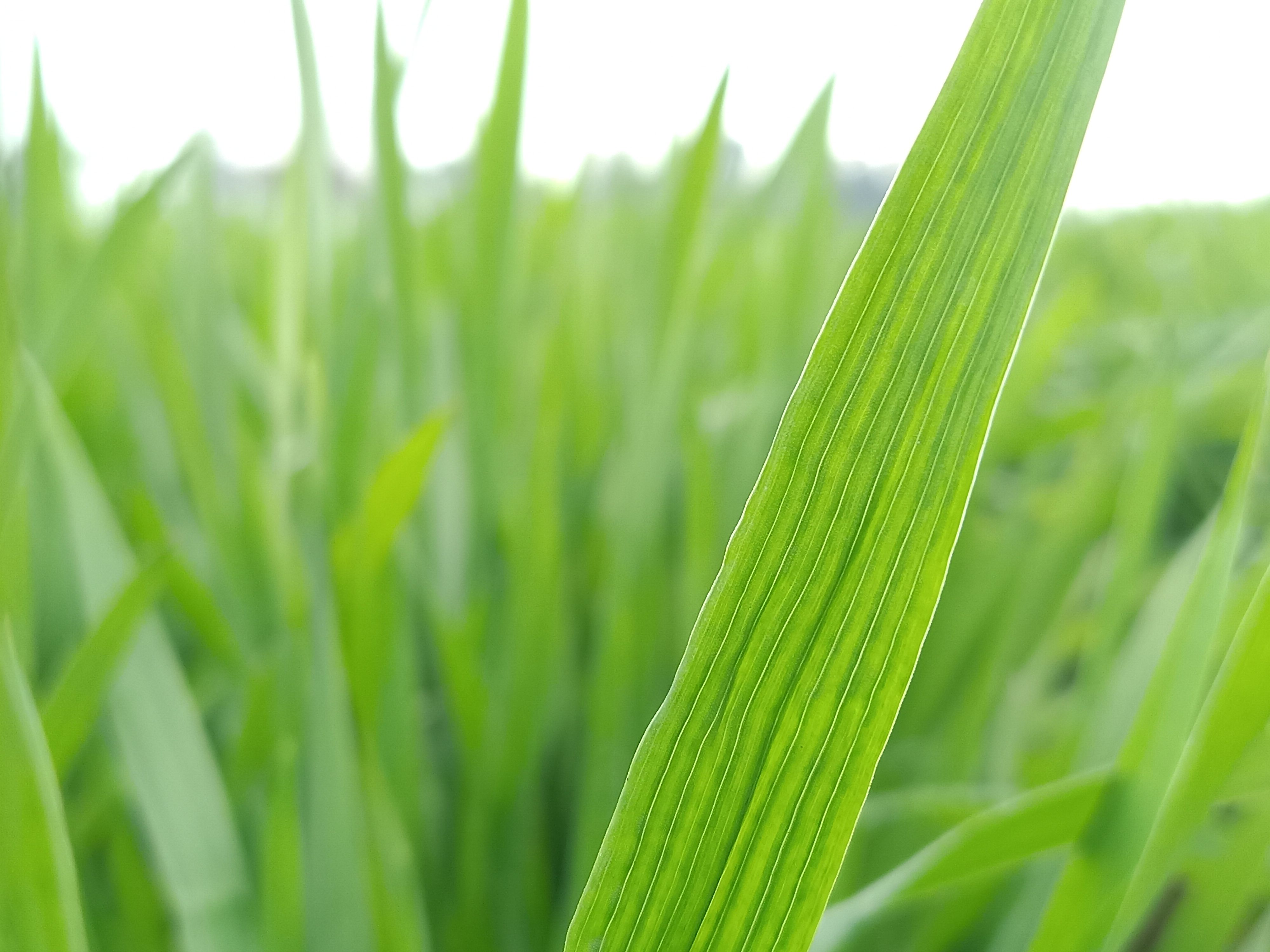 Close-Up Of Crop Growing On Field