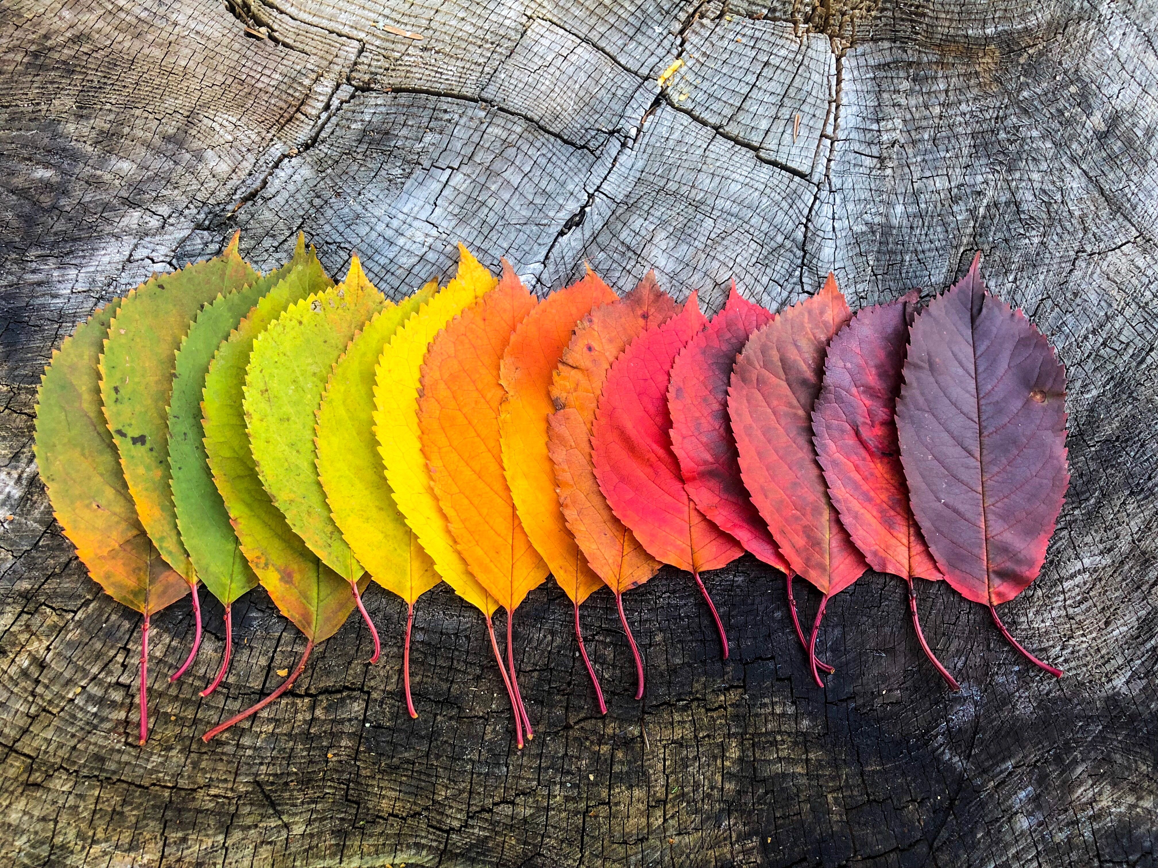 seasonal change