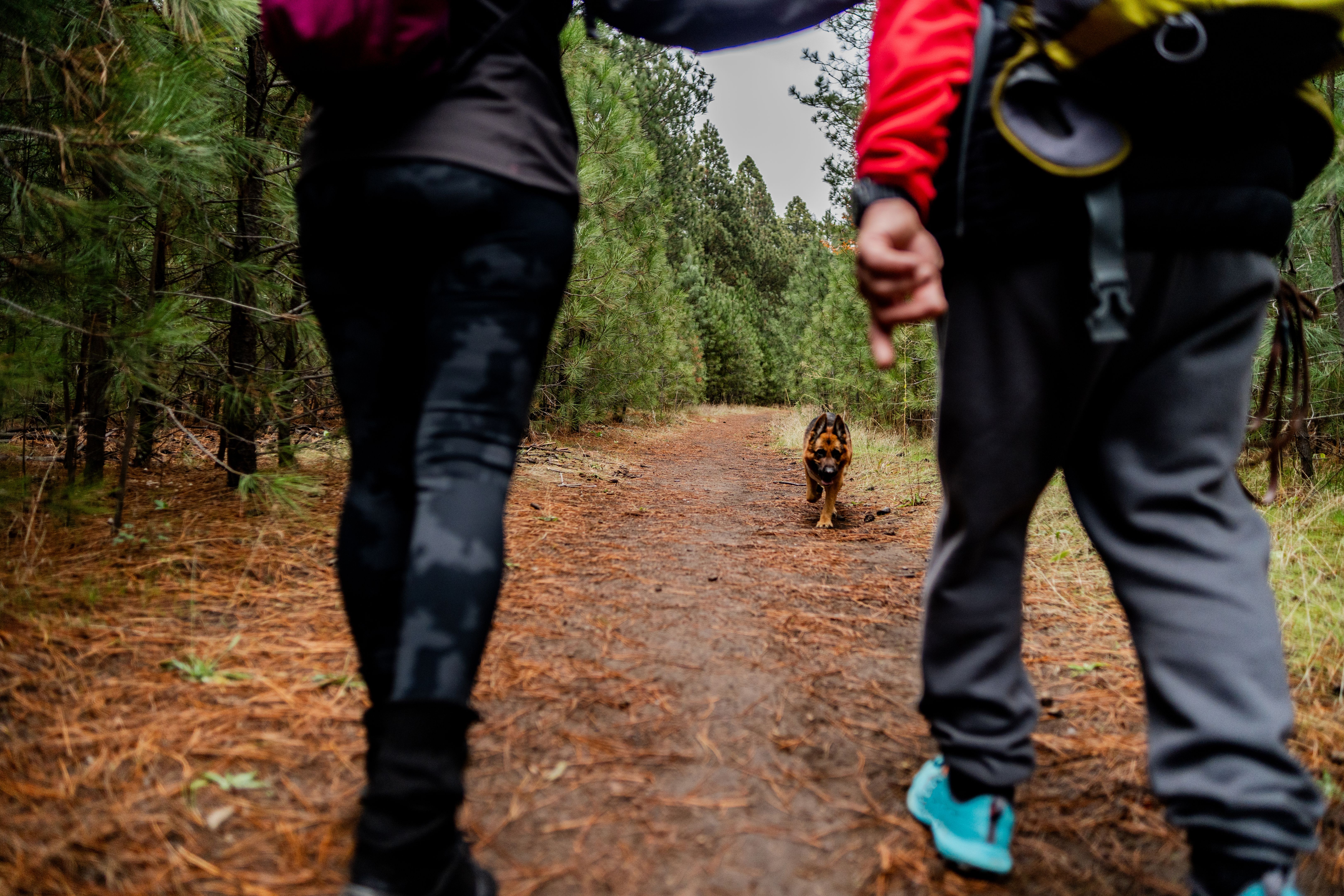 dog trail hiking