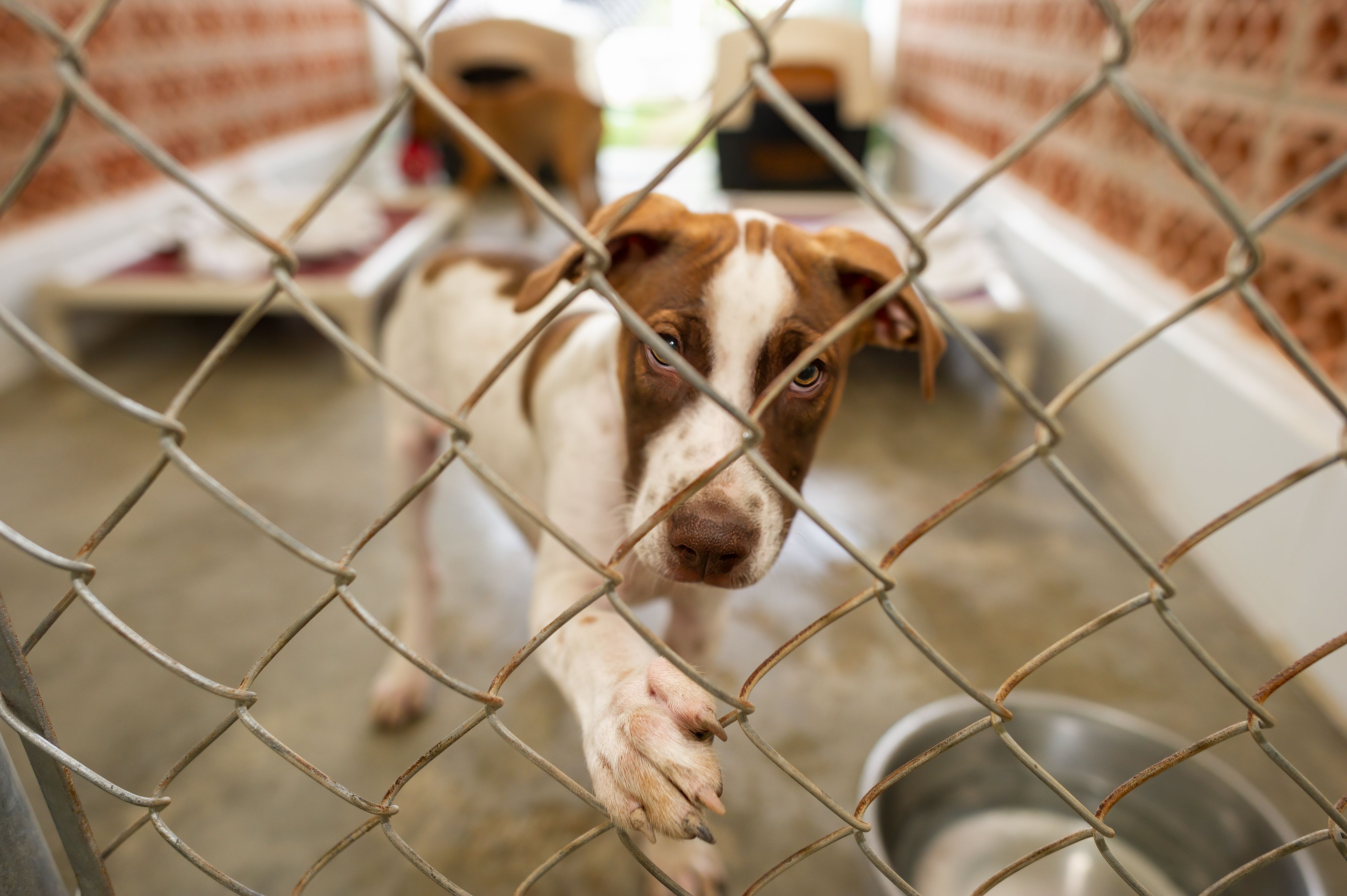 animal rescue