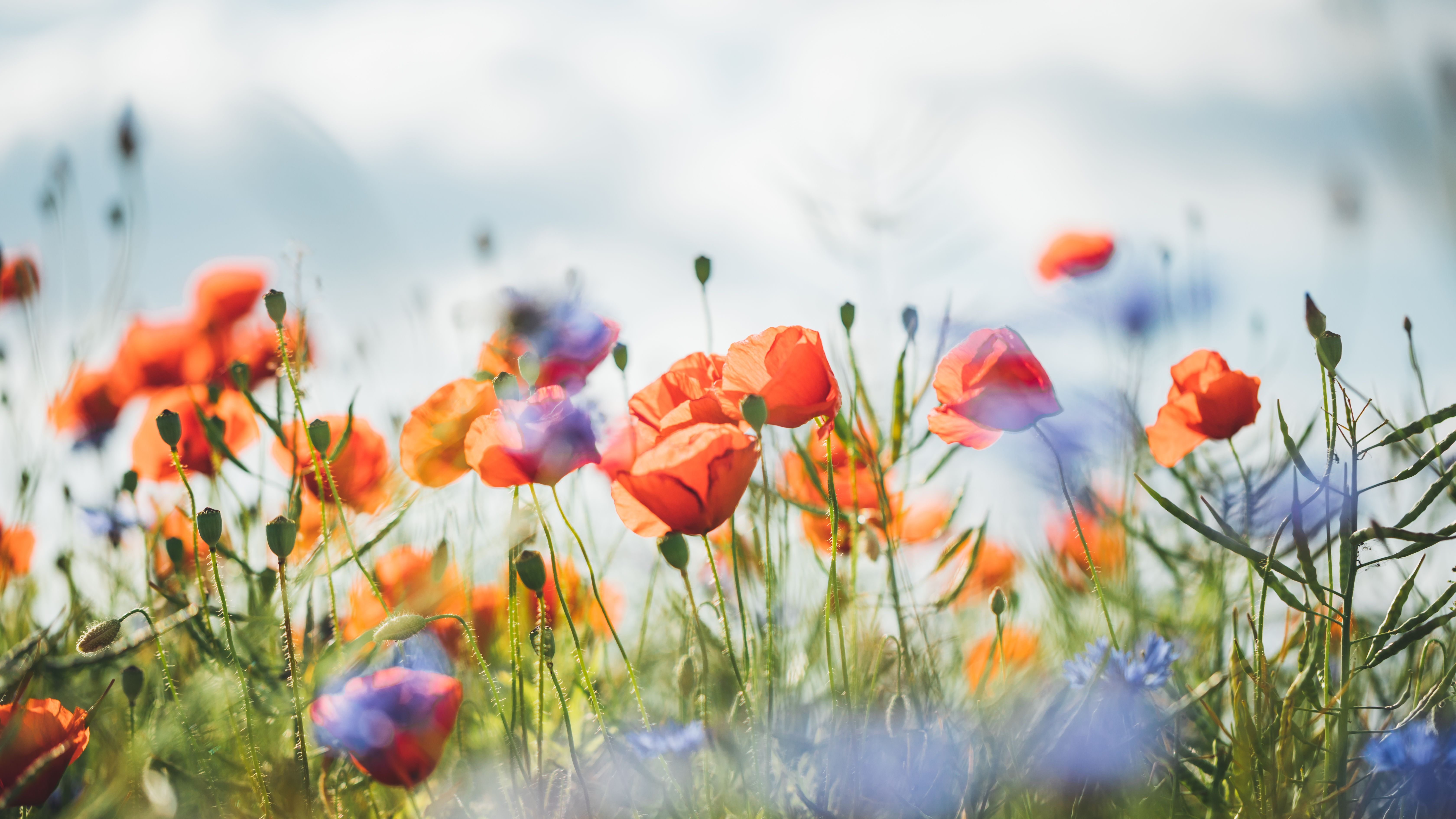summer wildflowers