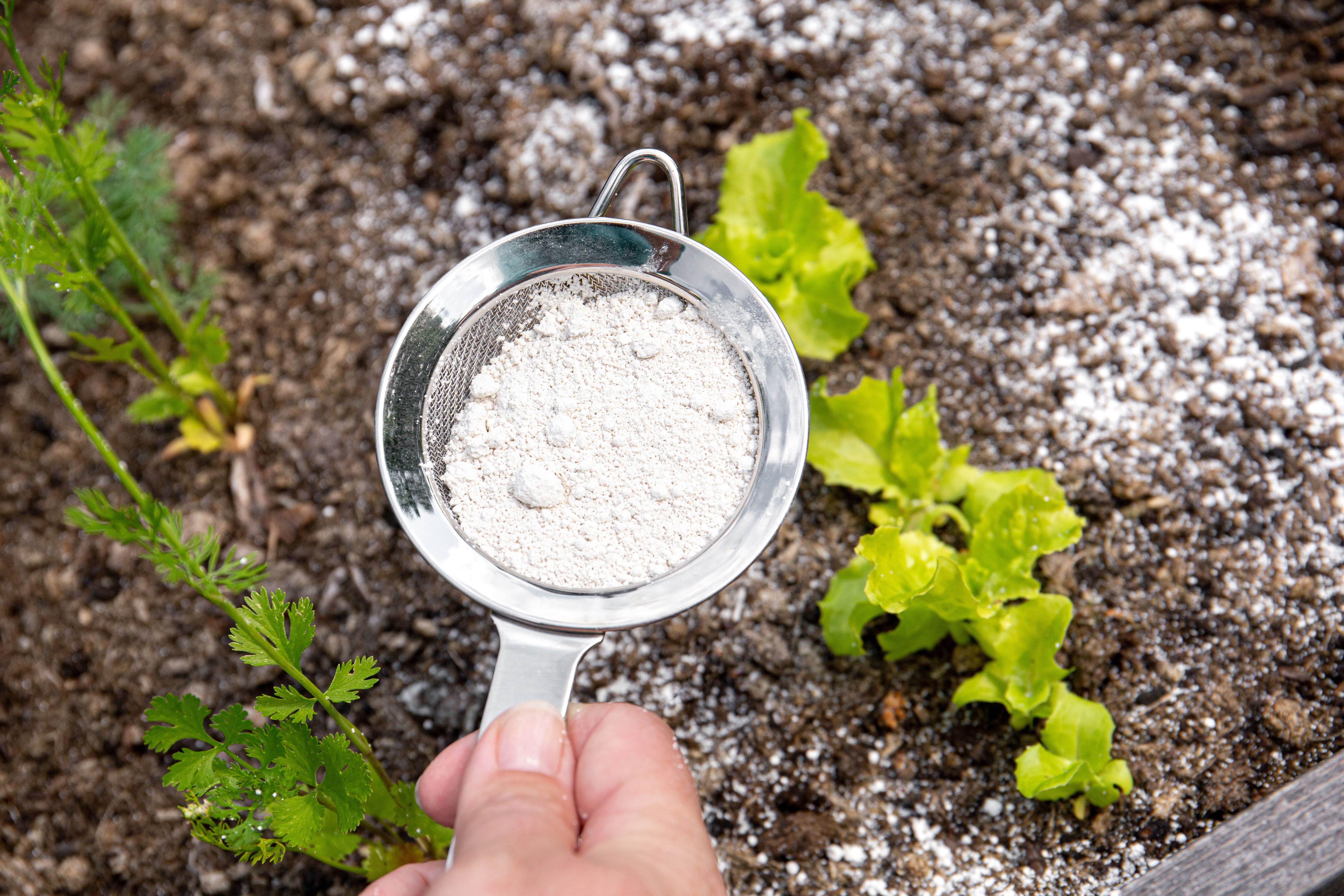 Gardener white sprinkle Diatomaceous earth( Kieselgur) powder for non-toxic organic insect repellent on salad in vegetable garden, dehydrating insects. Gardener white sprinkle Diatomaceous earth( Kieselgur) powder for non-toxic organic insect repellent on salad in vegetable garden, dehydrating insects.