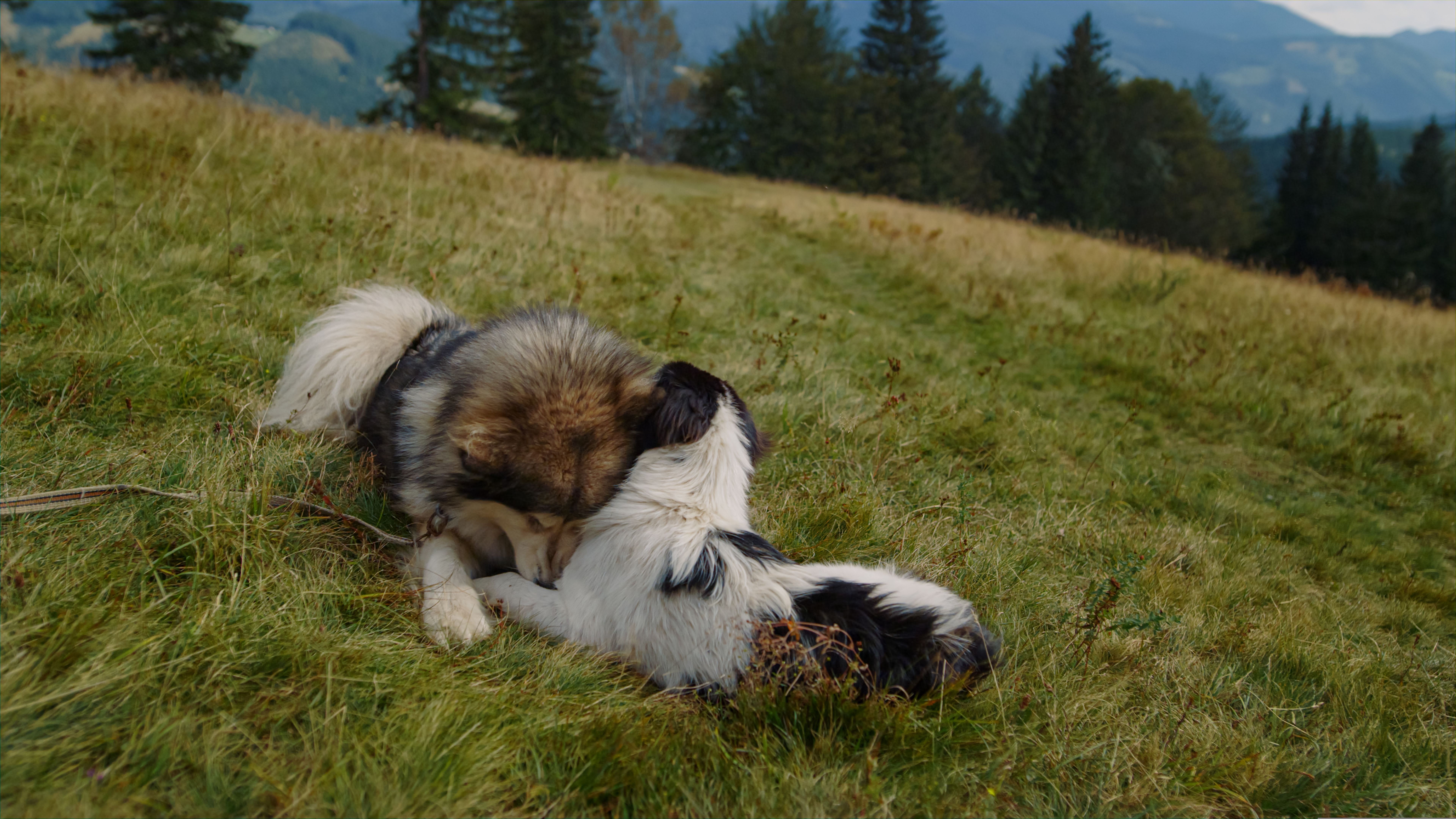 Two dogs playing lying green mountains slope close up. Animals biting each other Two dogs playing lying green mountains slope close up. Animals biting each other