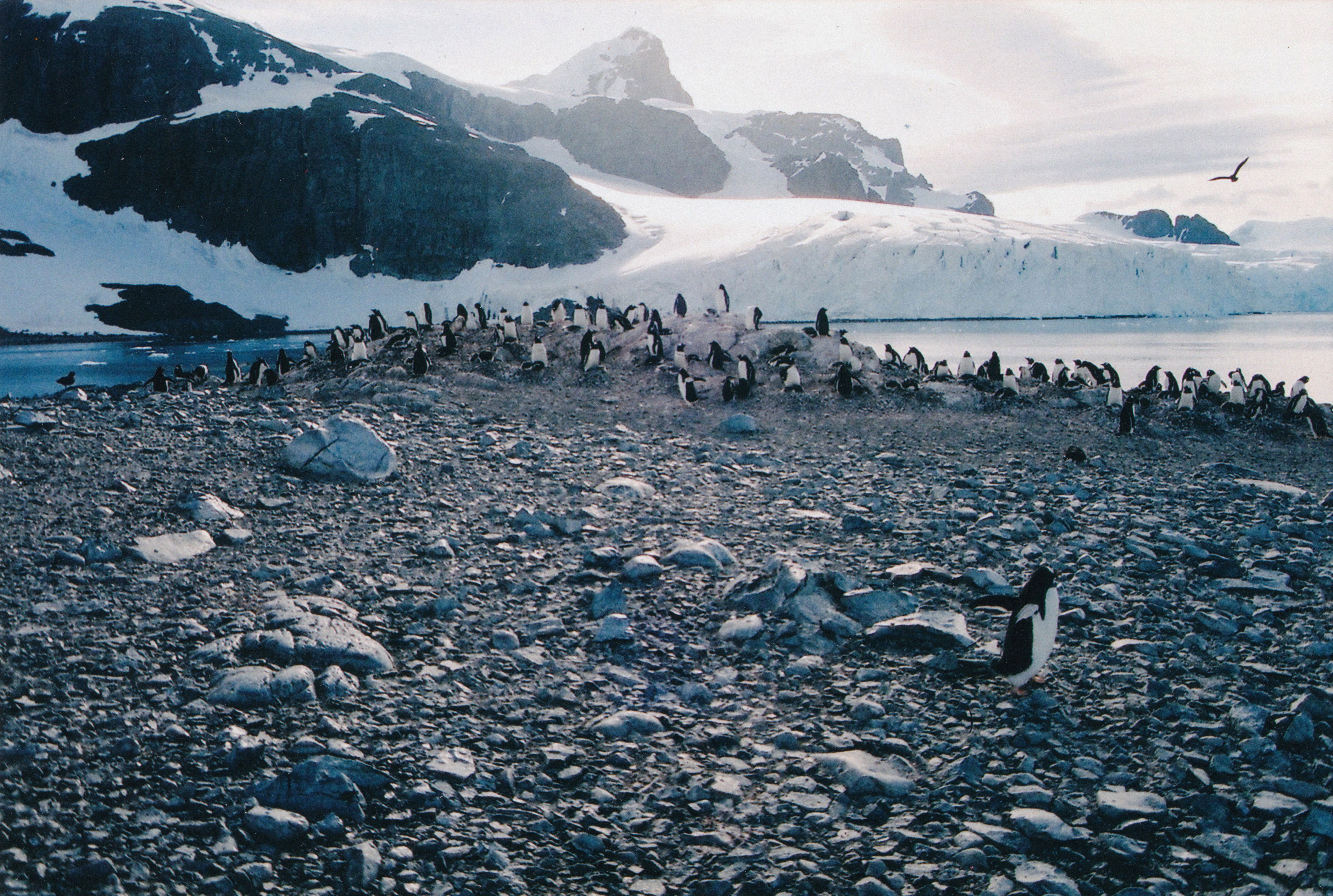 antarctica wildlife