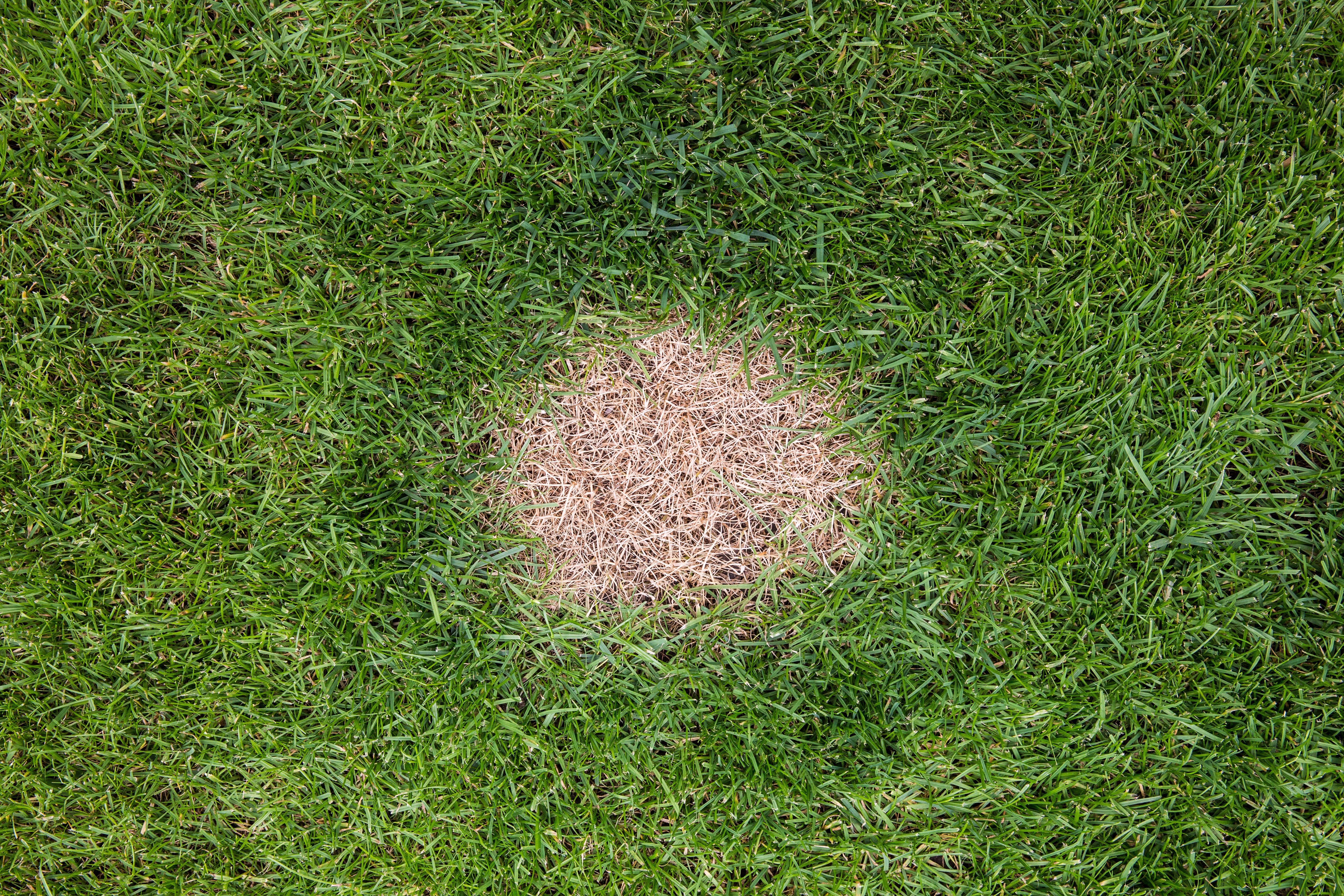 damaged lawn