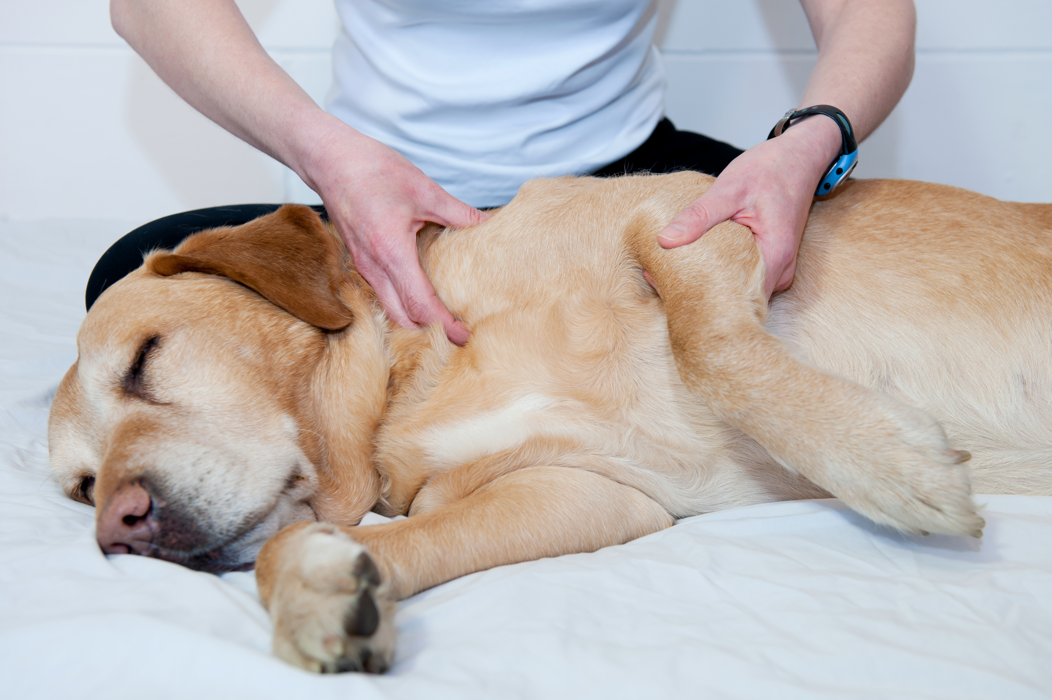 dog massage therapy