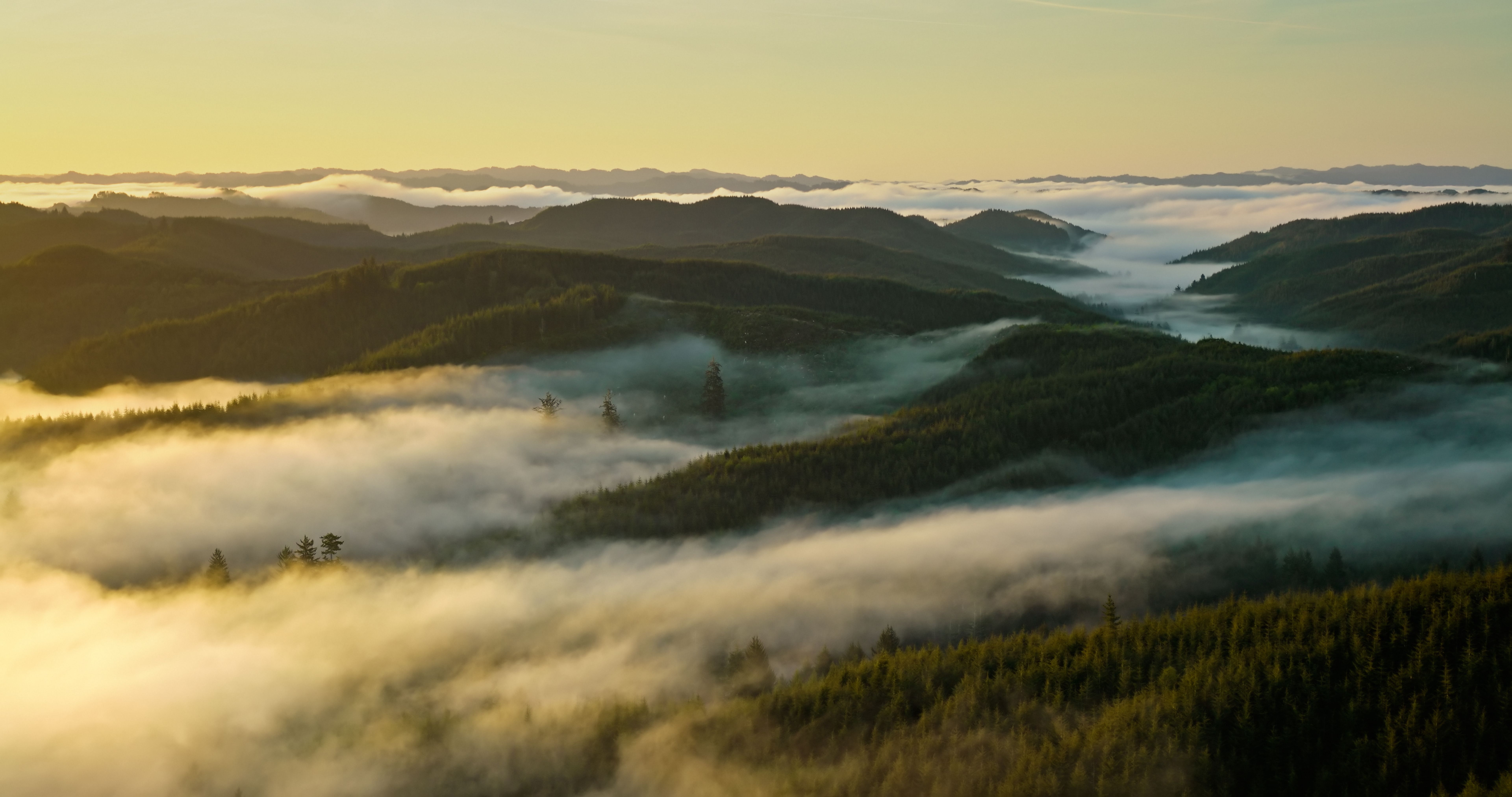 pacific northwest forest