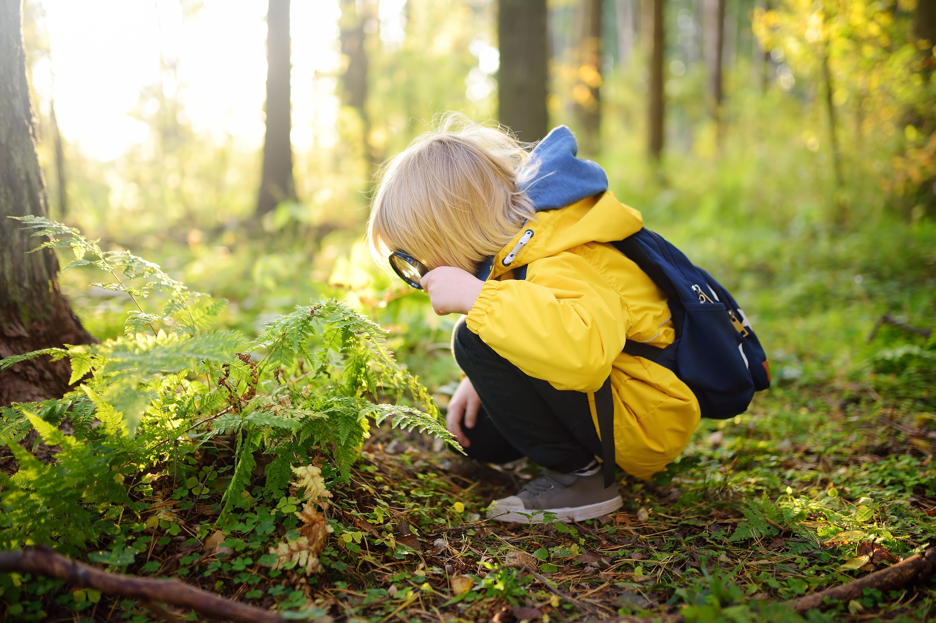 curiosity and learning