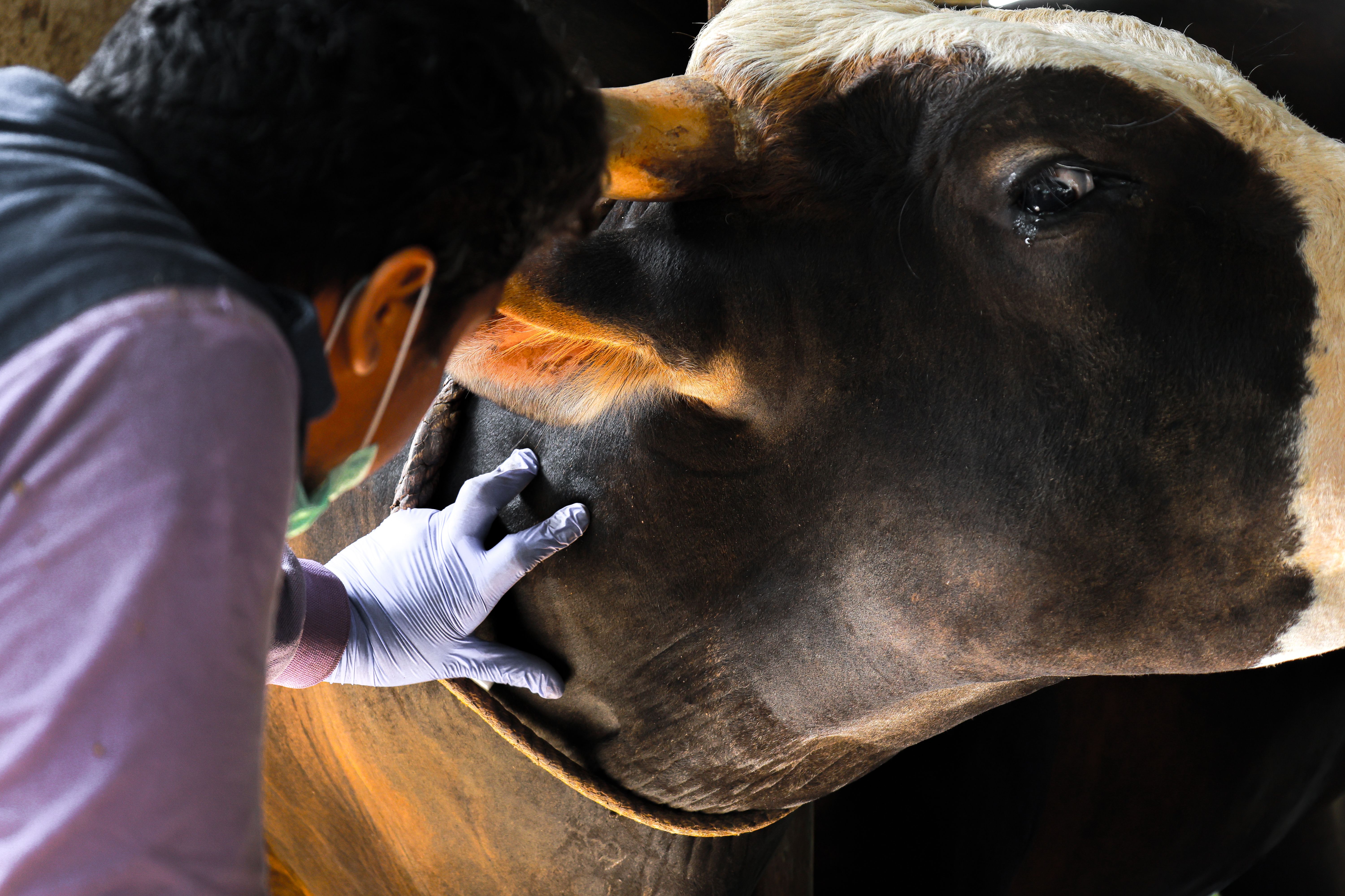 vet cow
