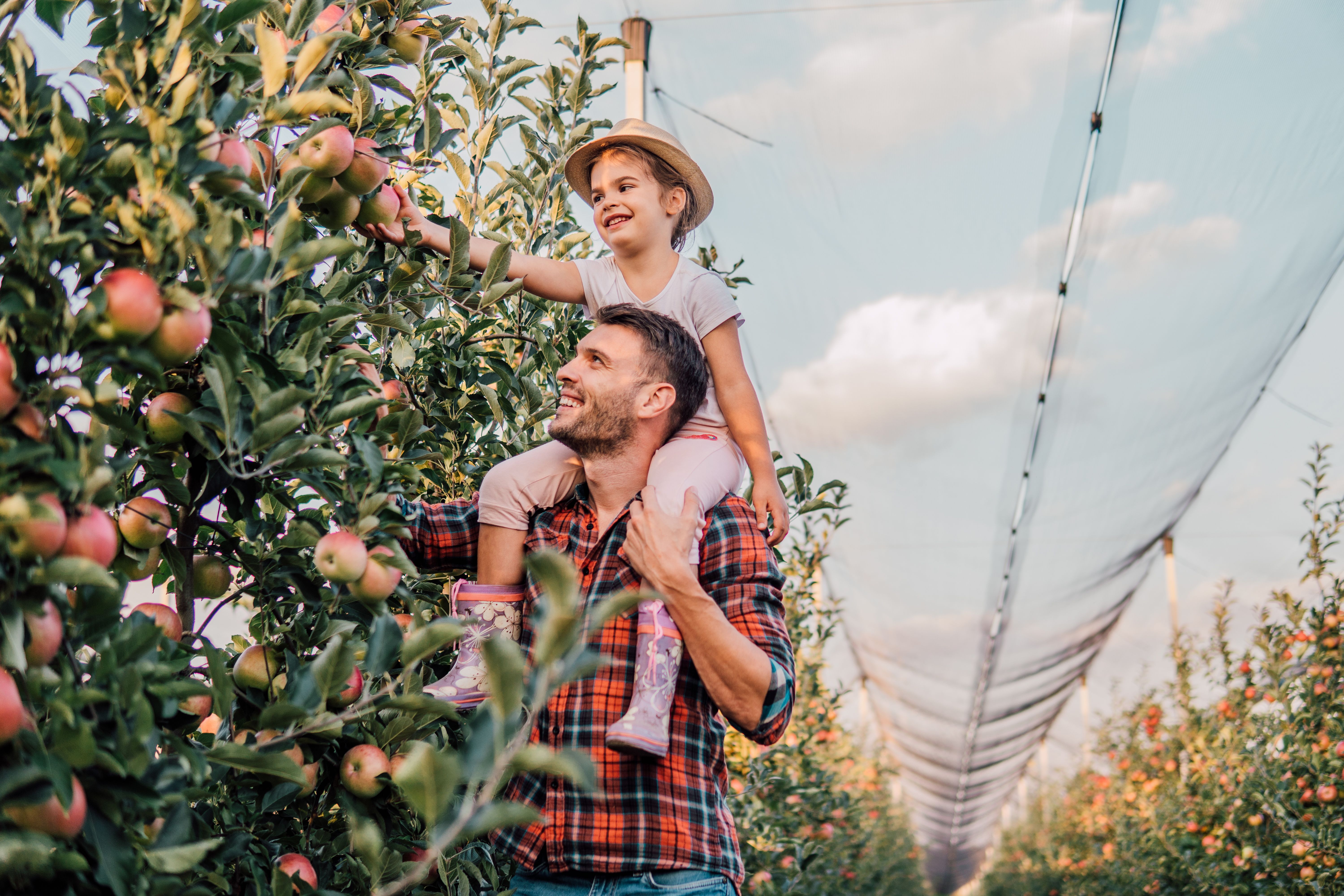 children picking fruits